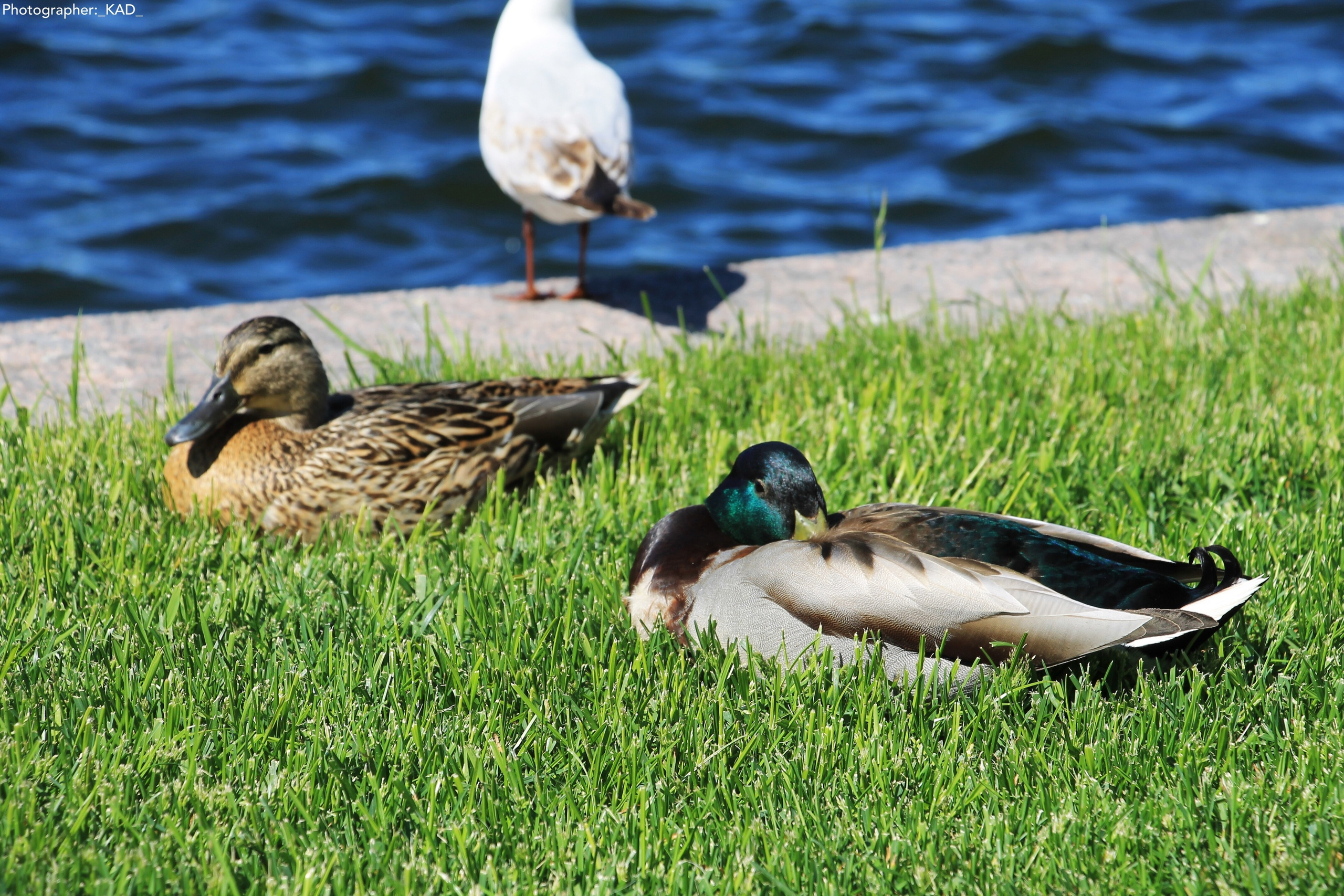 Мир животных. Photographer K.A.D