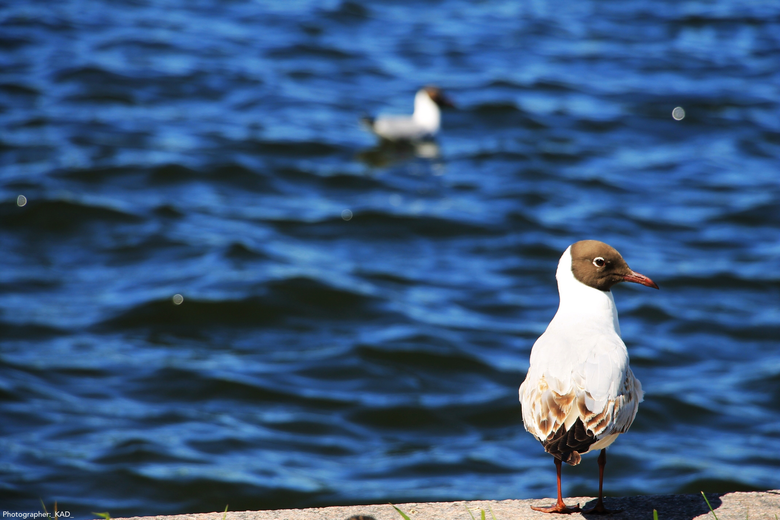 Мир животных. Photographer K.A.D