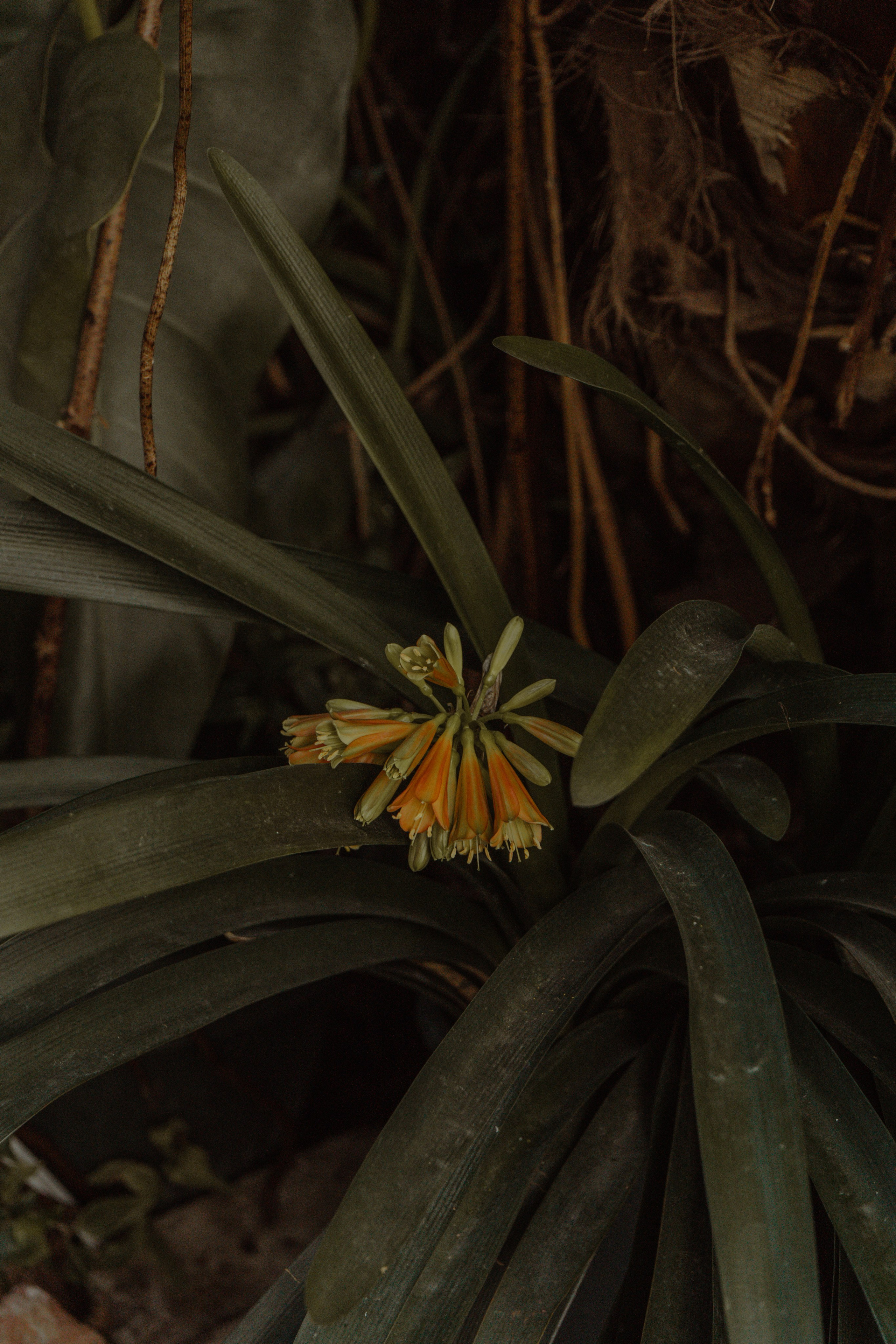 Глеб | Оранжерея Таврического сада. Фотограф предметной съемки, контент-фотограф, ретушер