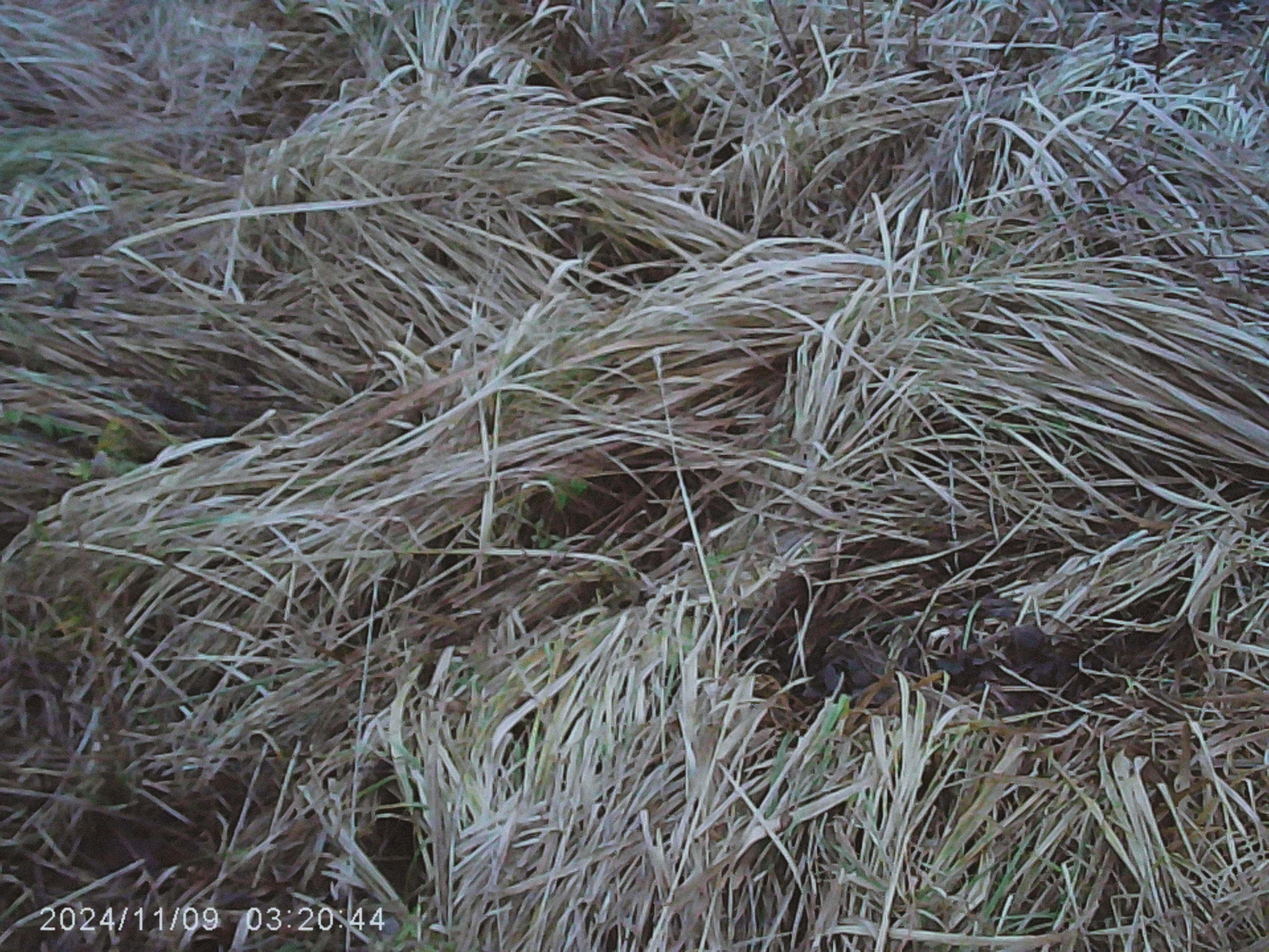 W&o q3. Анна Мильч