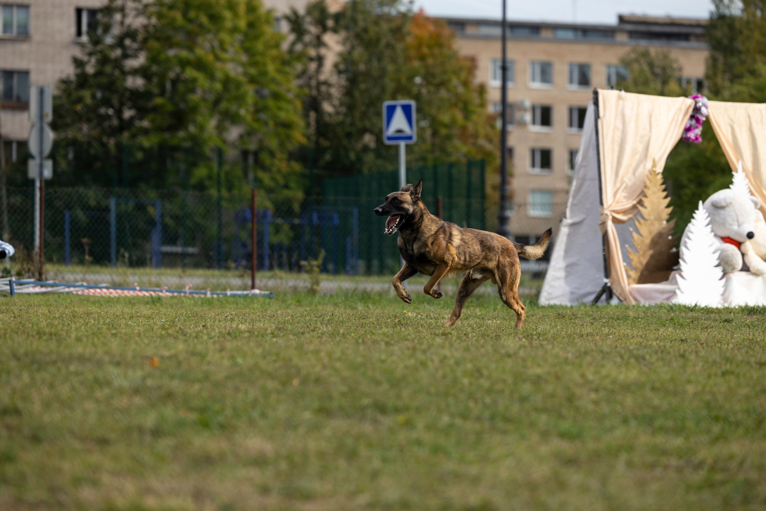 Испытания по Мондьорингу г. Пушкин. Фотограф-анималист Анна Маринич