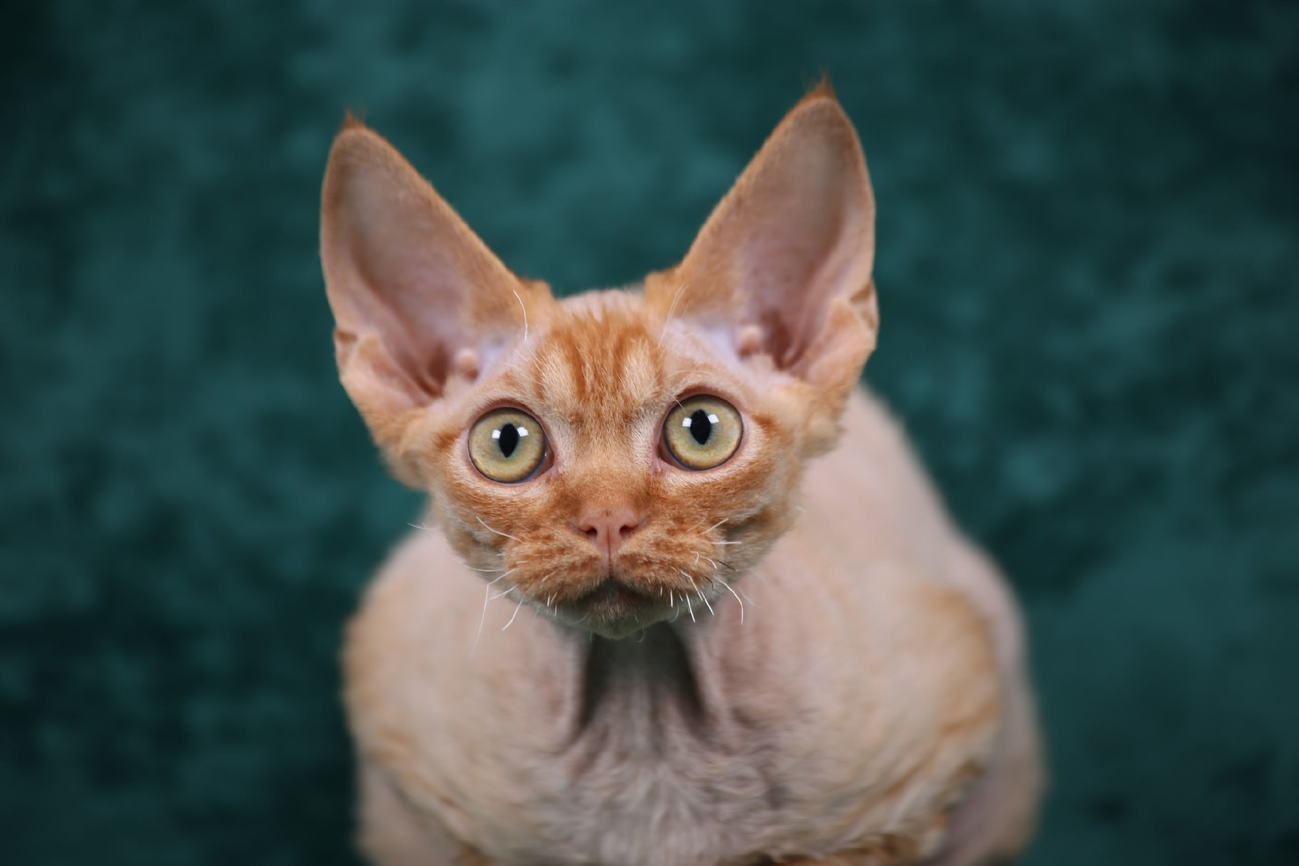 DRX, d котик. Nevskiy Favorite — питомник девон-рексов в Санкт-Петербурге. Здоровые, ласковые и редкие котята