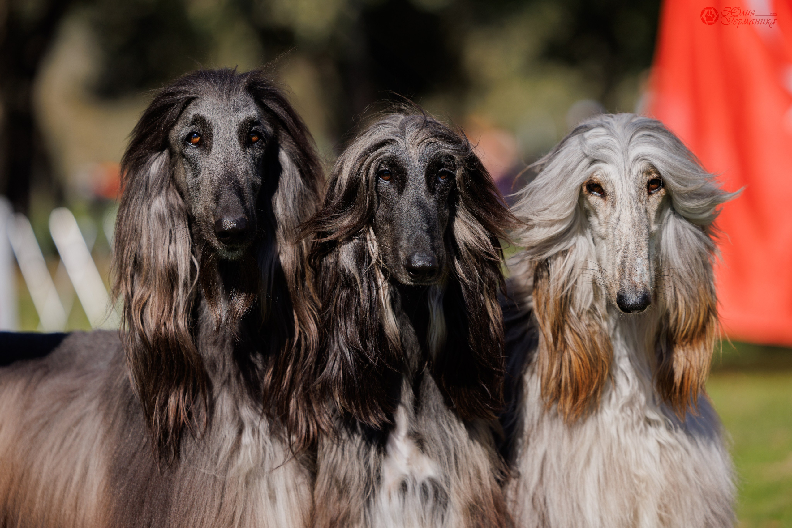 Туция,Стамбул 2хCACIB 26-27.10.24. Фотограф-анималист Юлия Германика