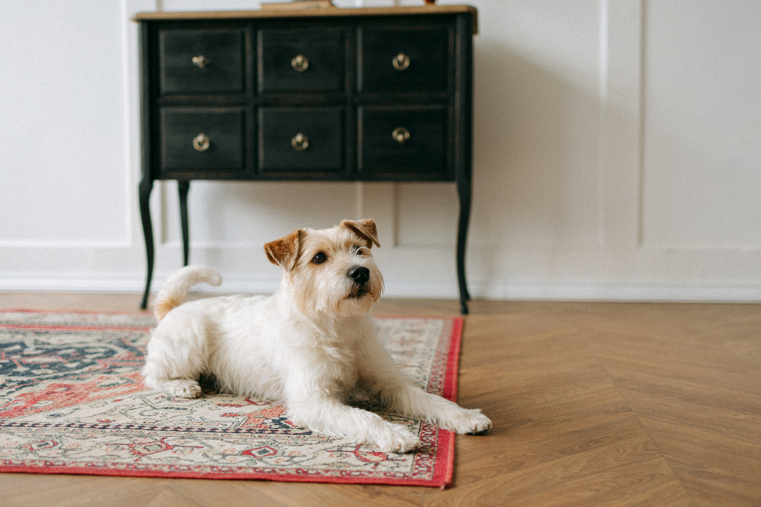 Цунами, Теон и Женя. Фотограф анималист Анастасия Пикей