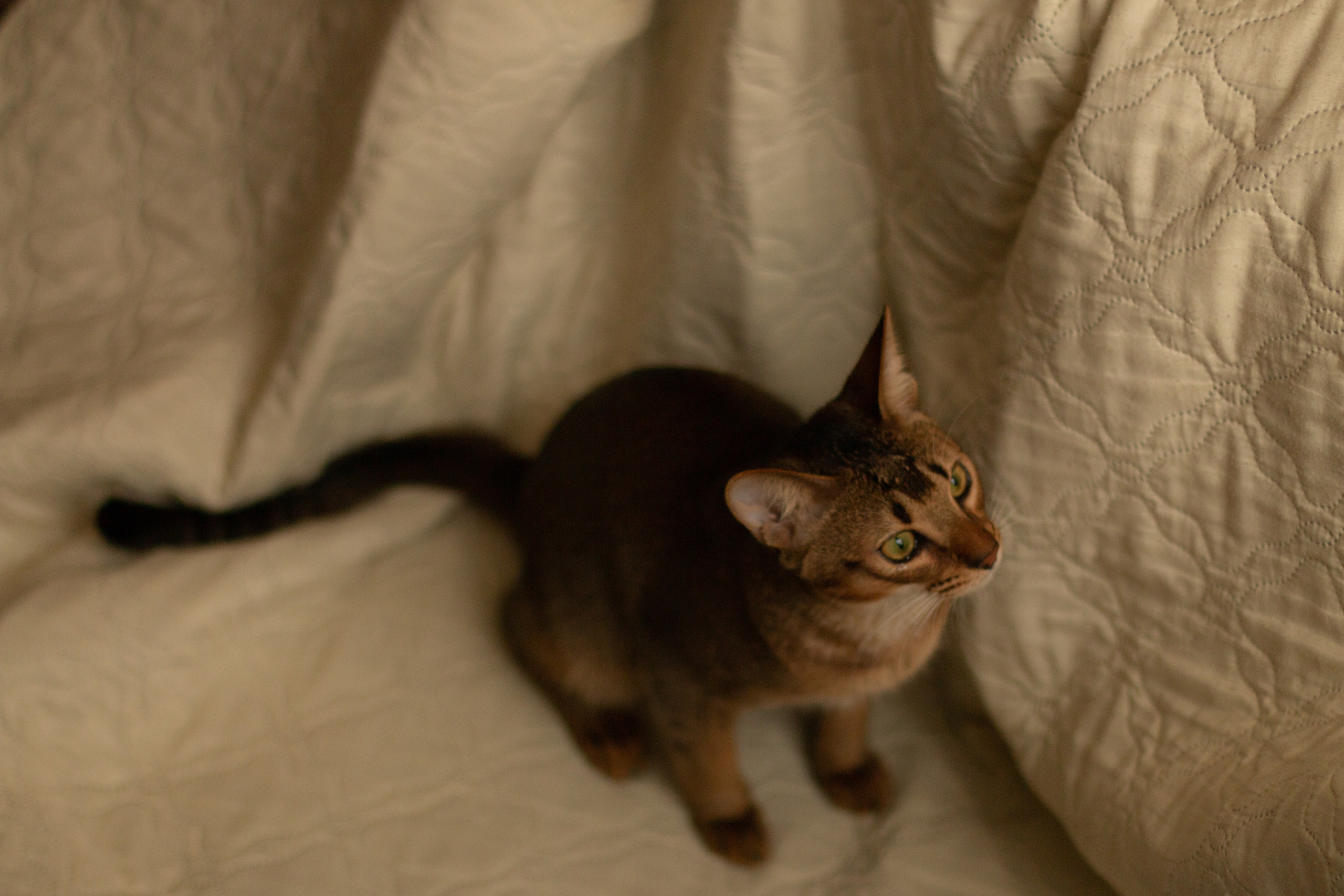 Мой котик. Фотограф в Сочи