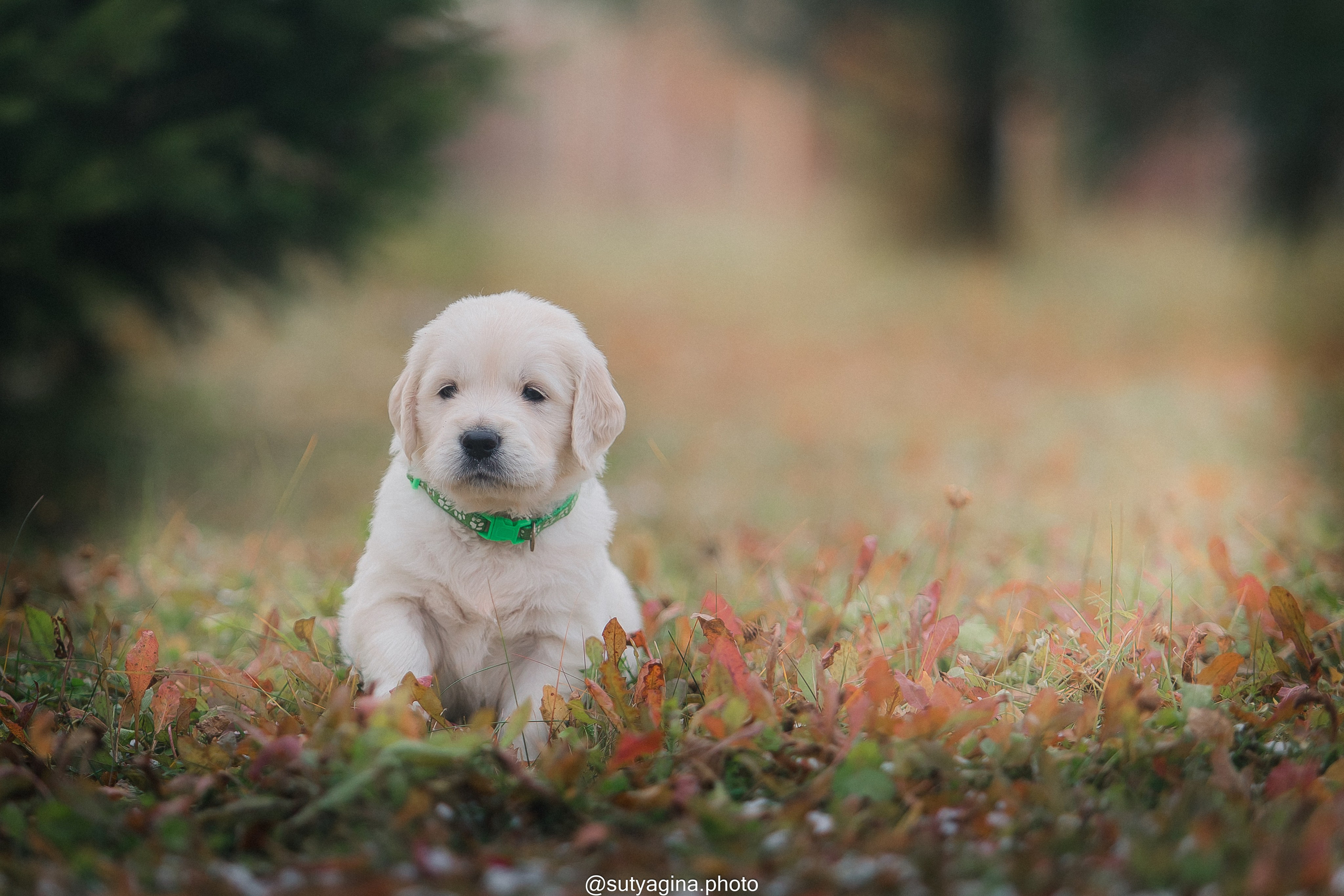 Зеленая лента. Свадебный и женский фотограф