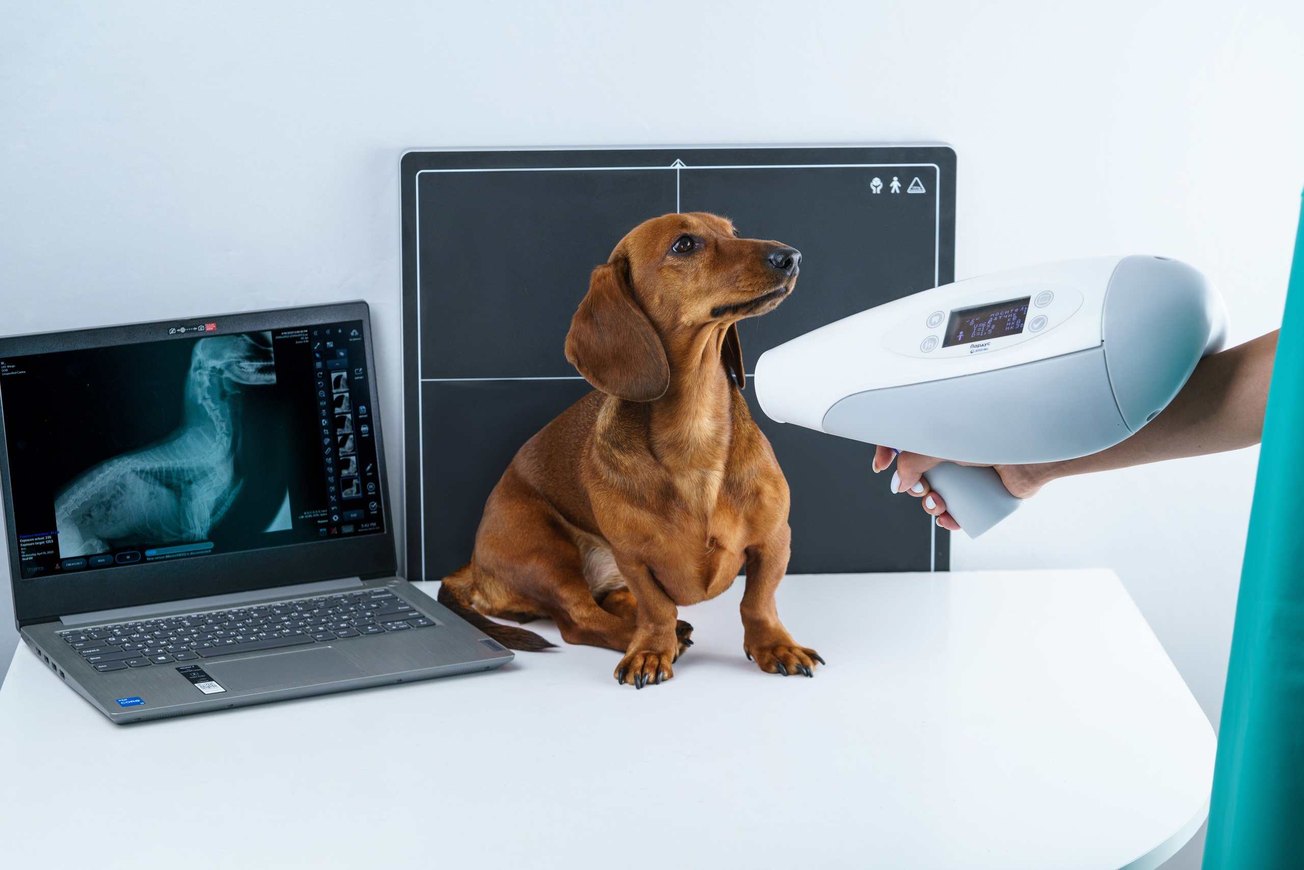 Такса Марго. KED Production — продакшн из СПб. Создаём фото, видео и контент, который помогает брендам и селлерам продавать больше