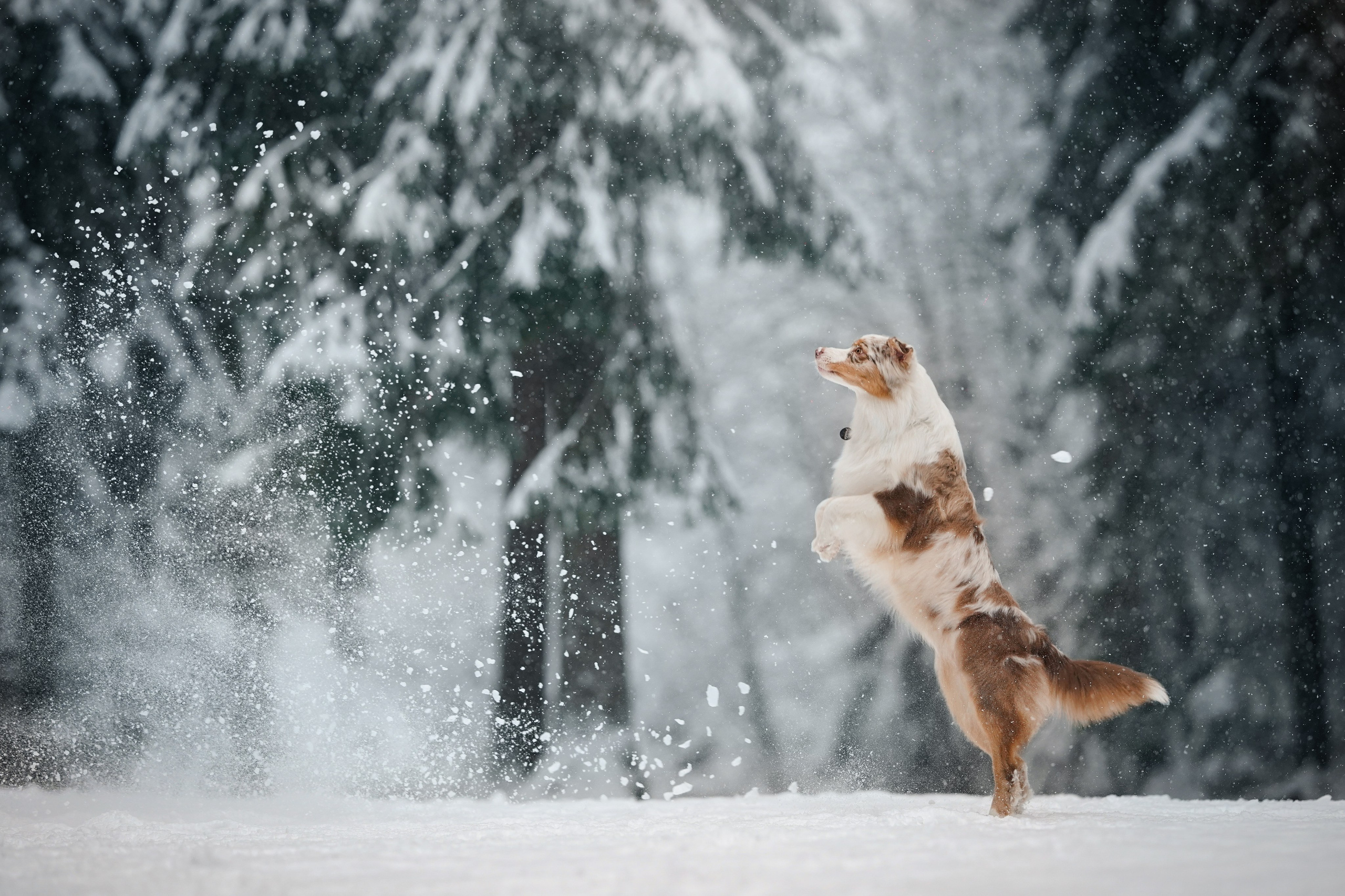 Панда. Фотограф-анималист в Санкт-Петербурге Яна Мартынова