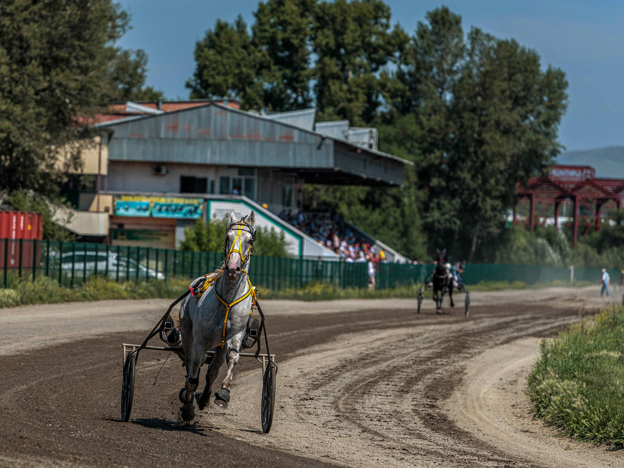 Зарисовки Абаканский ипподром 2025. Конный фотограф в Красноярске — Любовь Похабова