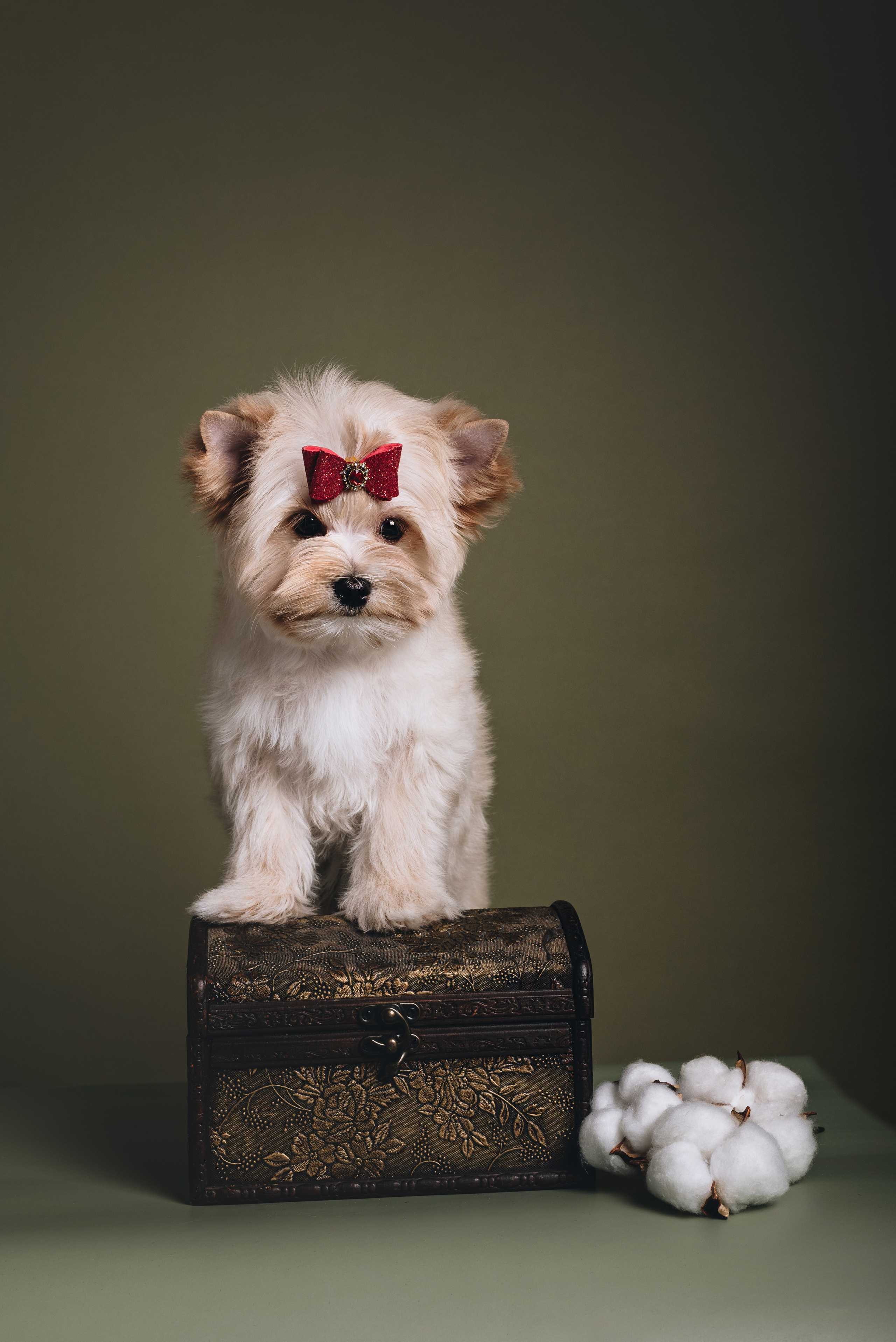 Russian Salon Dog. Natalia Finch Photography — Family, Kids & Pet Photographer in Chicago, IL