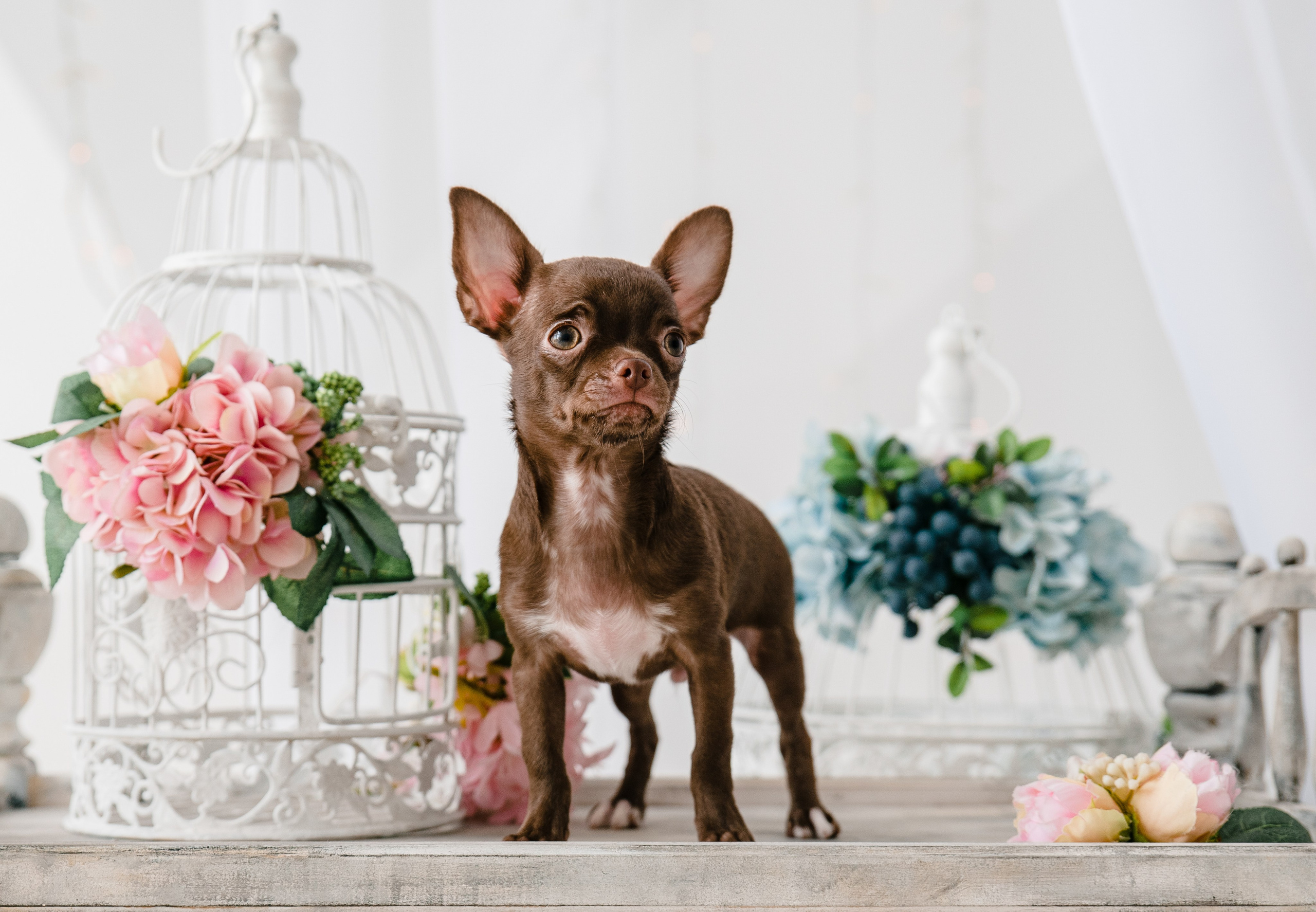 Чихуа Ахуа студия. Главная