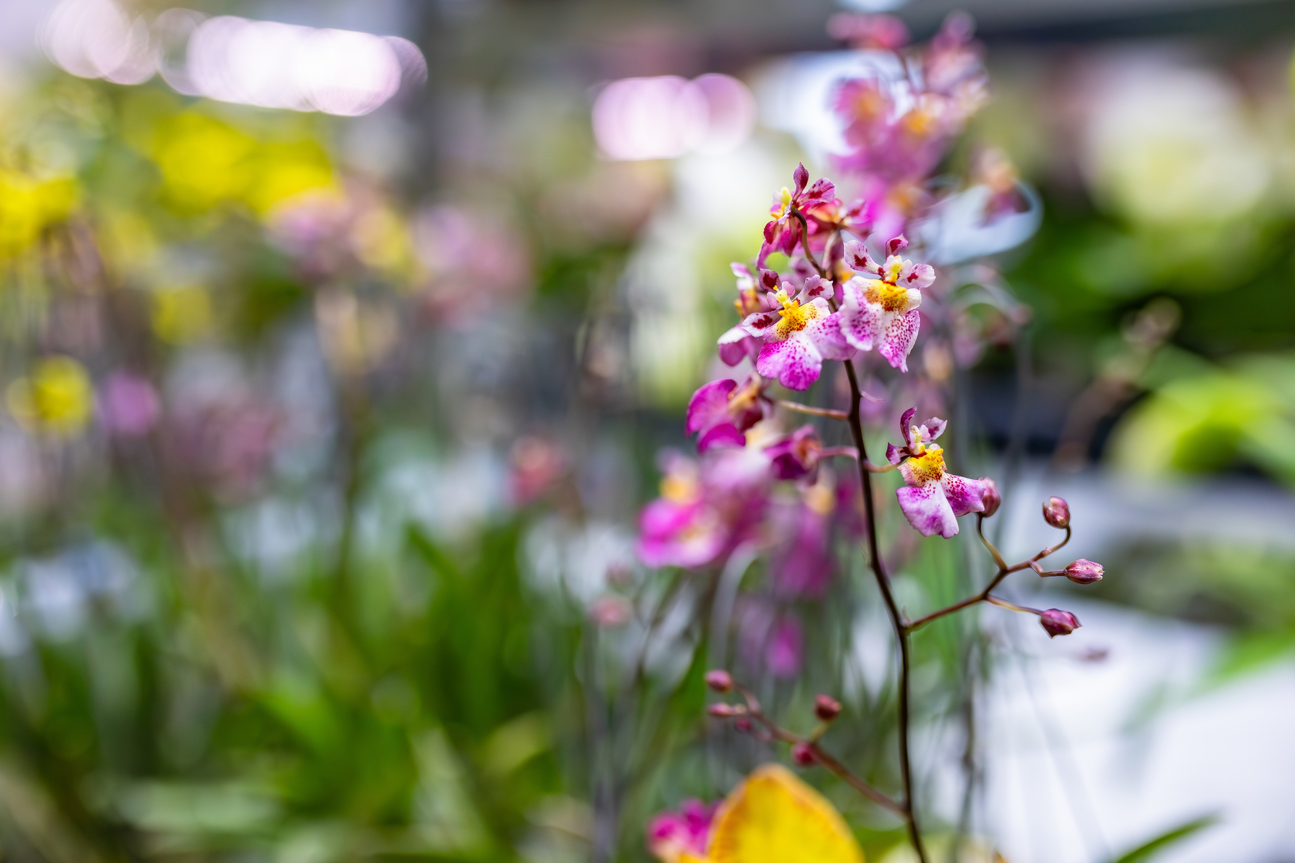 Орхидиум сентябрь 2025. Александра Куликова фотограф, Москва