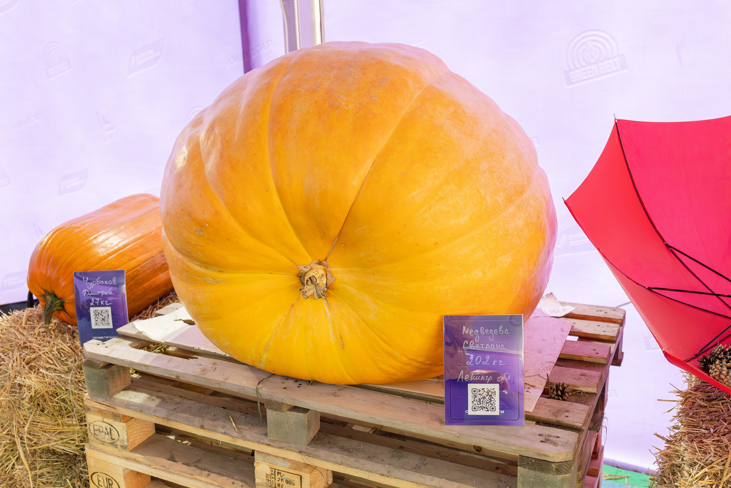 Овощи-гиганты. Александра Куликова фотограф, Москва