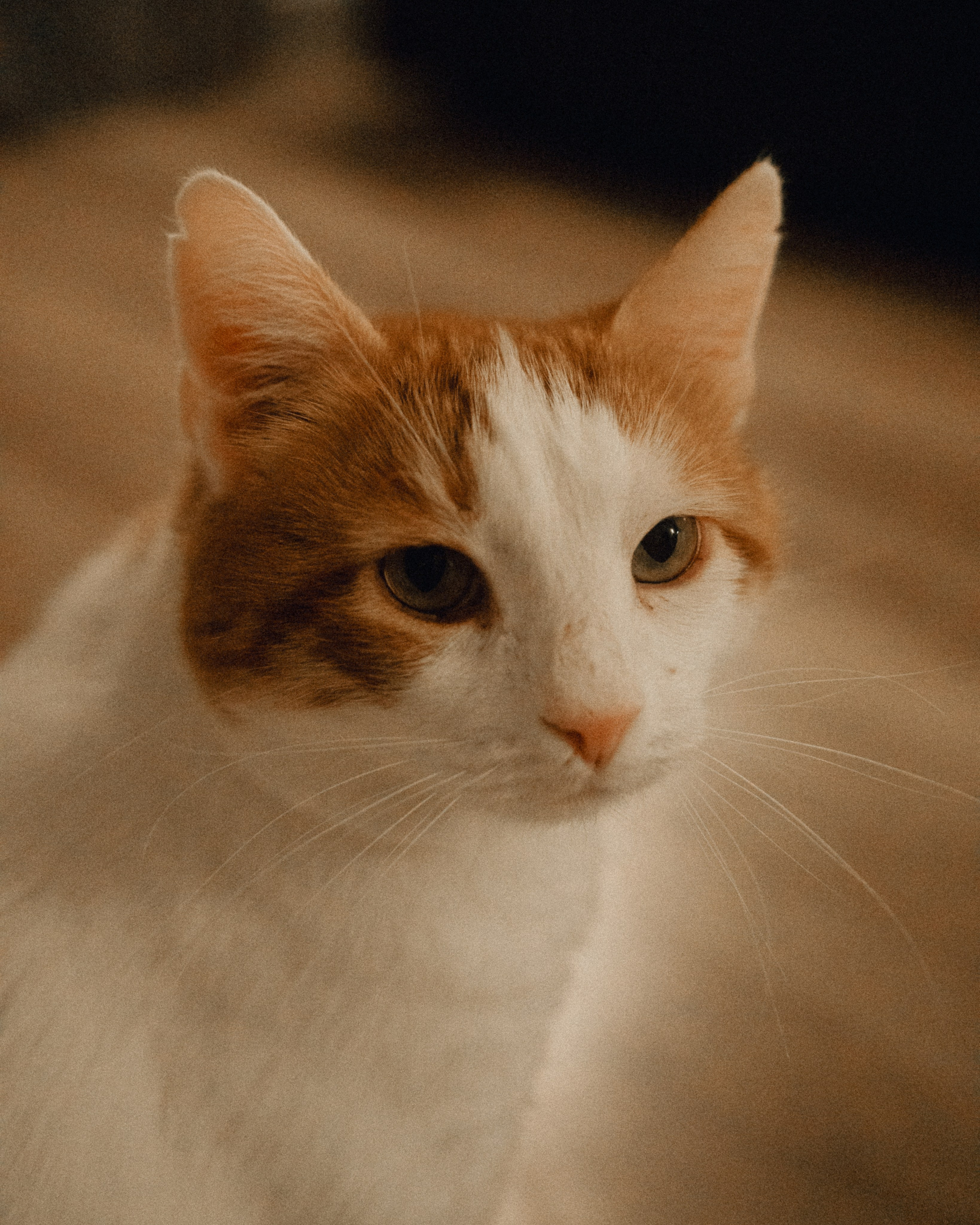 Домашняя фотосессия с питомцами