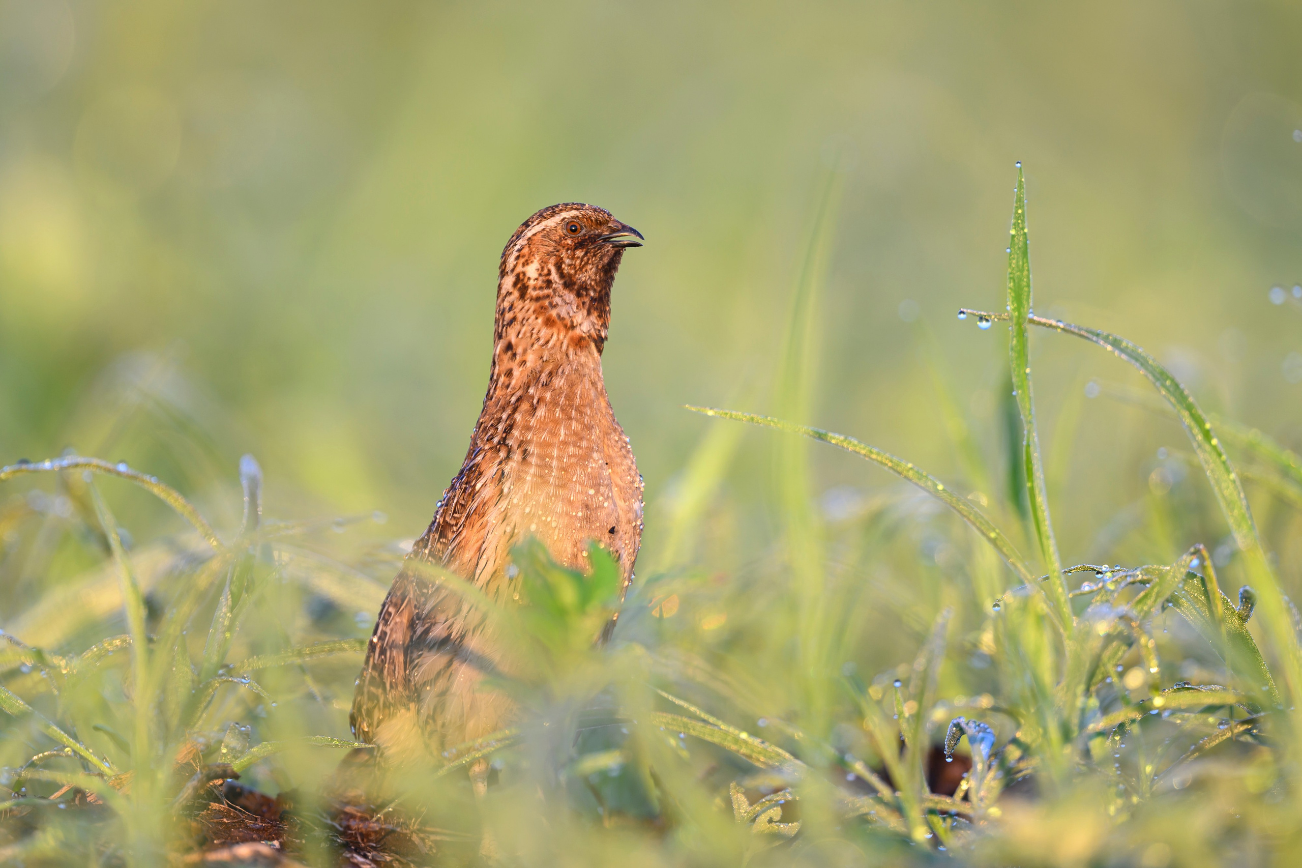 Перепела XII, роса. Фотограф Сергей Пупонин