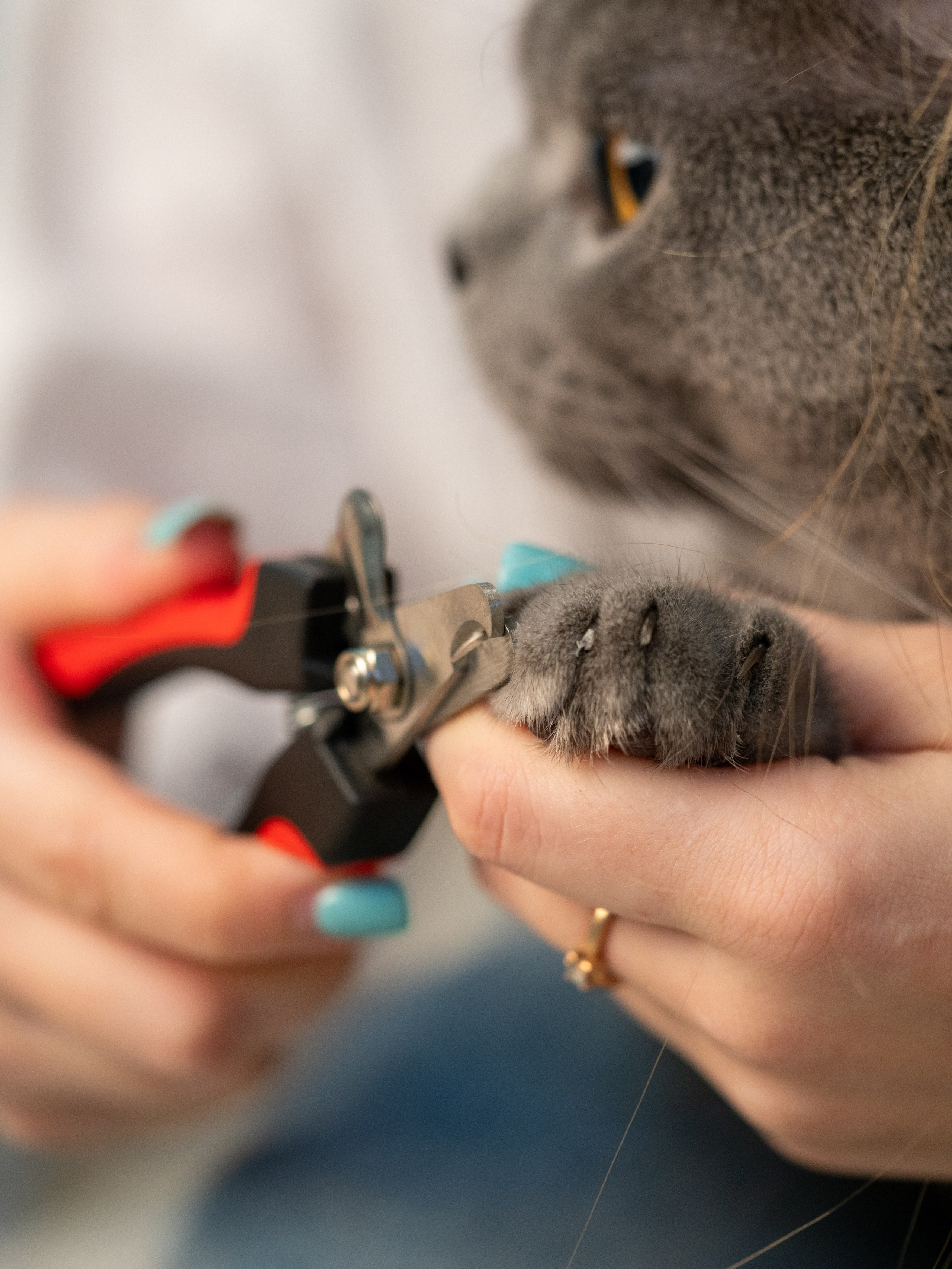 Съемки с животными. КЕД Студия-контент агентство полного цикла СПБ. Создаём фото, видео и контент, который помогает брендам и селлерам продавать больше