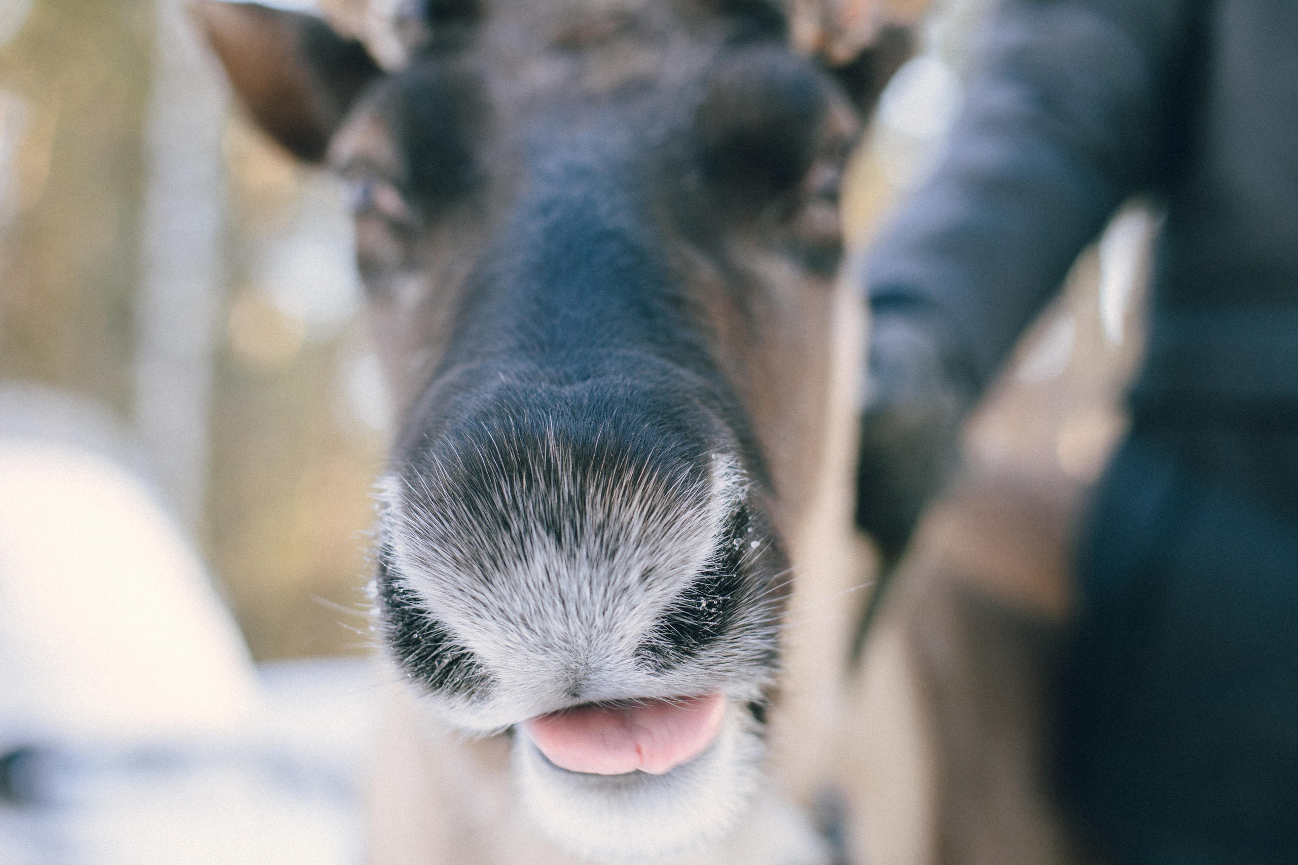 Зимняя свадебная фотосессия на природе с оленями. Свадебный и семейный фотограф Ксения Шекк Екатеринбург