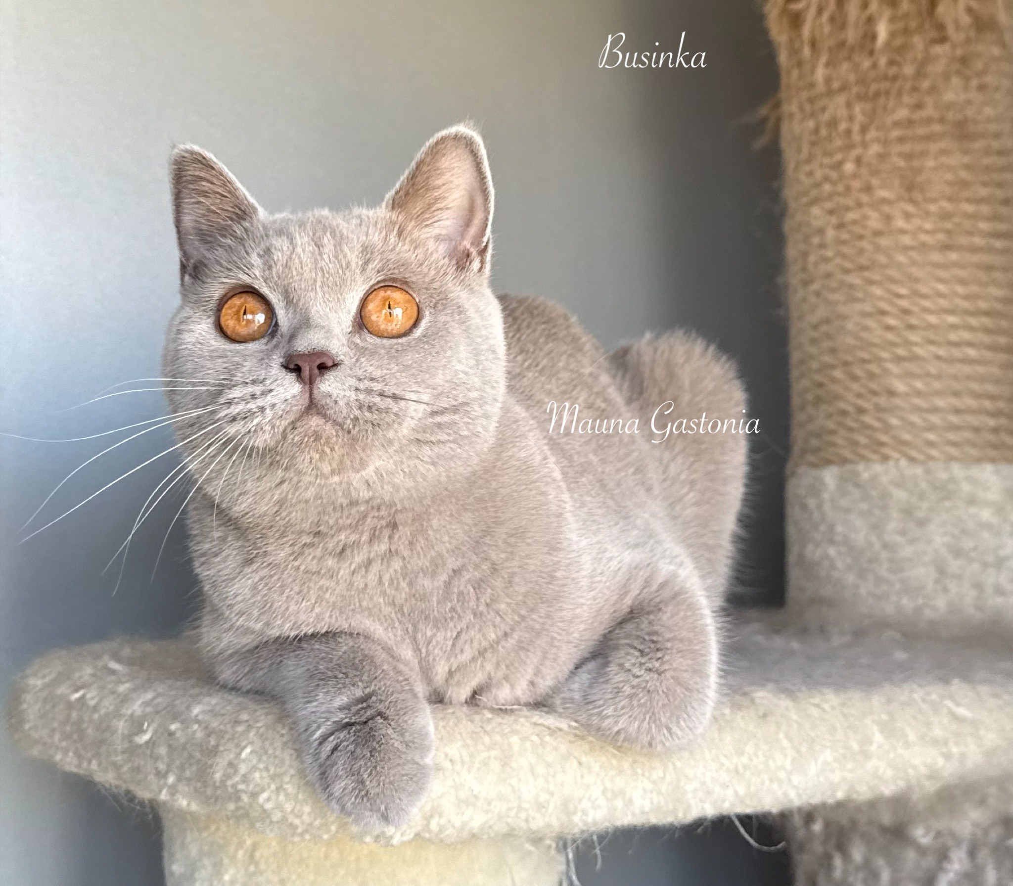 Businka. Mauna Gastonia