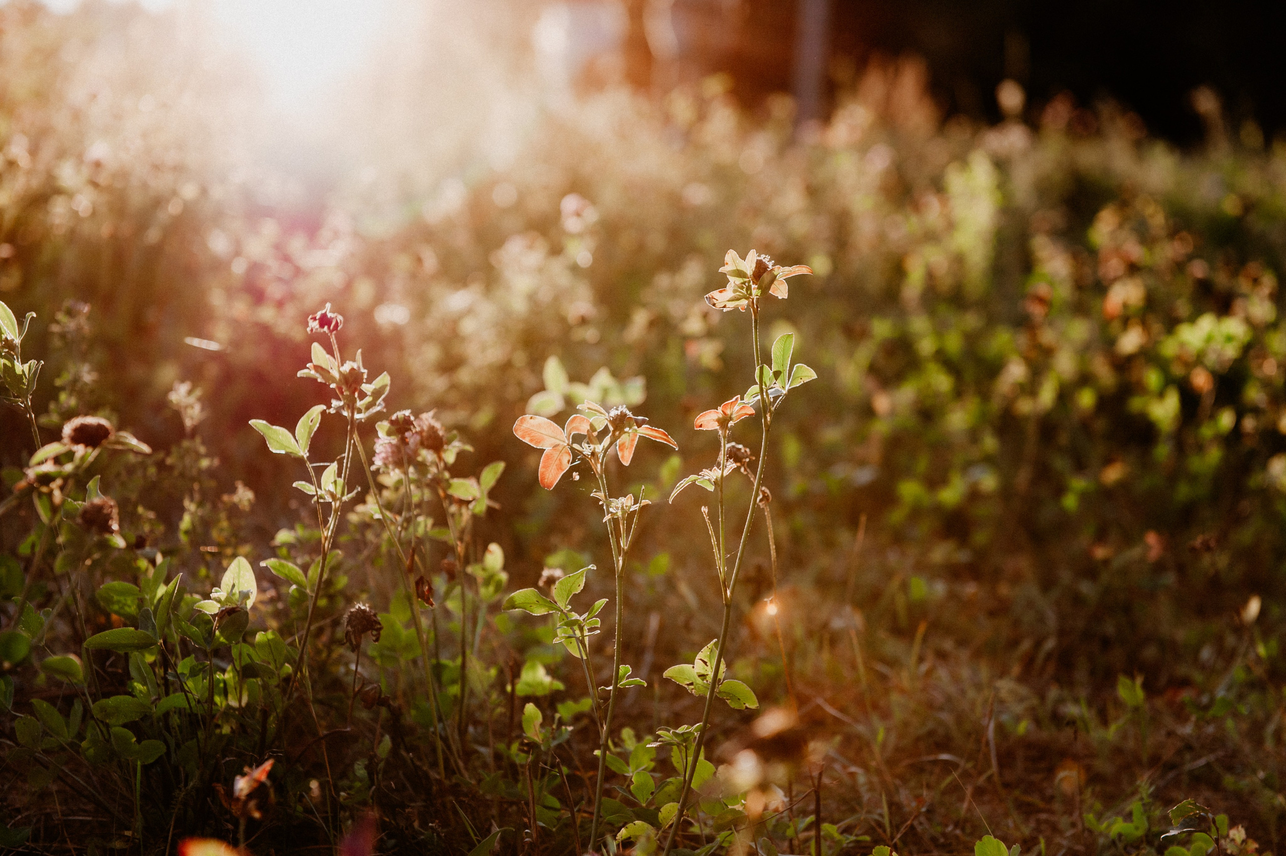 Любовь на закате. Свадебный и семейный фотограф в Минске Филиппович Александр
