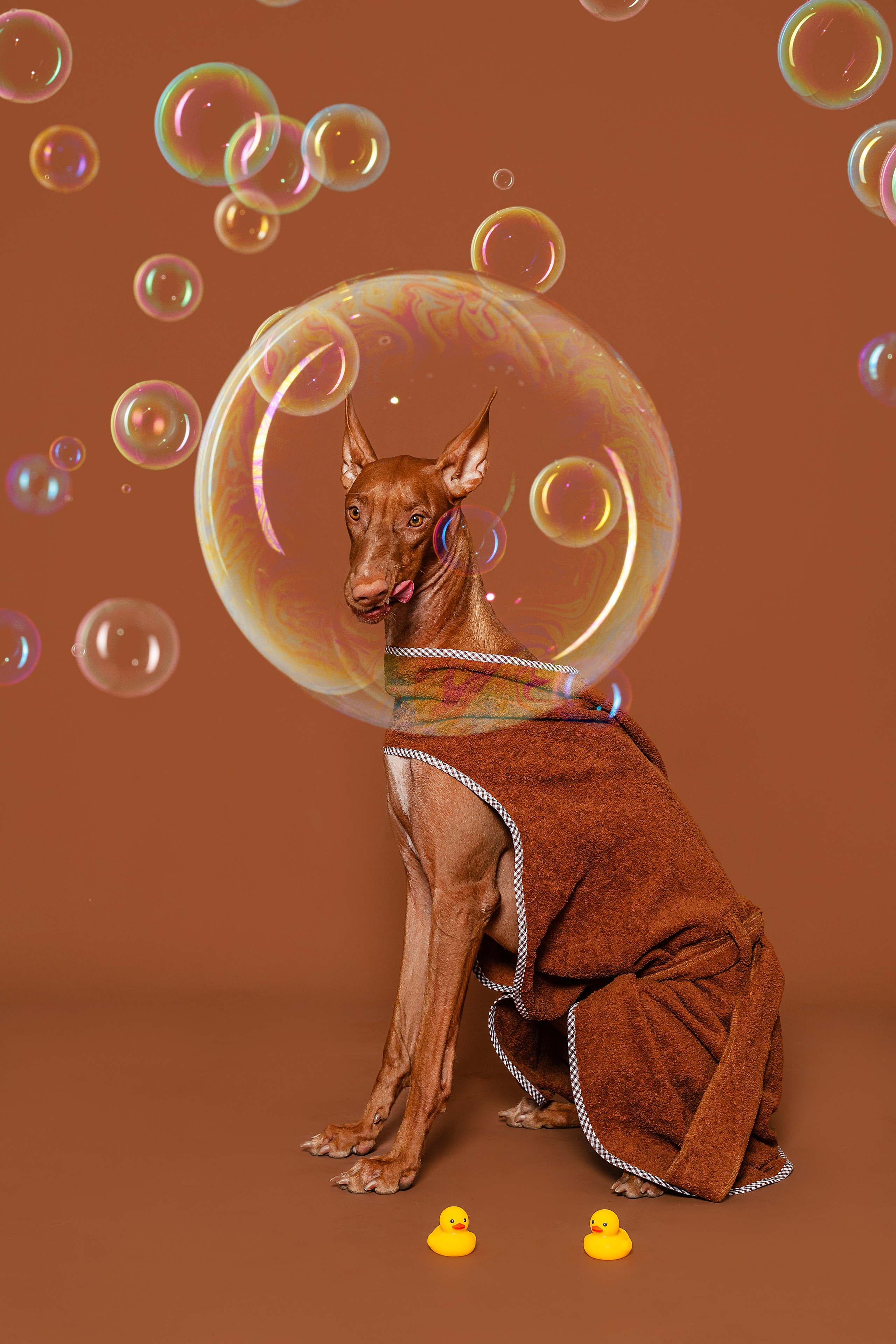 Съемка для бренда TEDDYBOY. Фотограф-анималист Татьяна Степанова