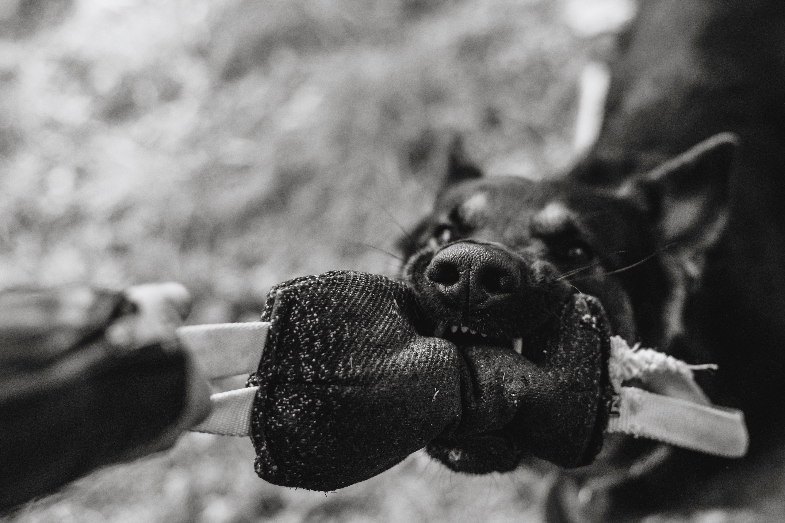 Илай. Фотограф-анималист Татьяна Степанова