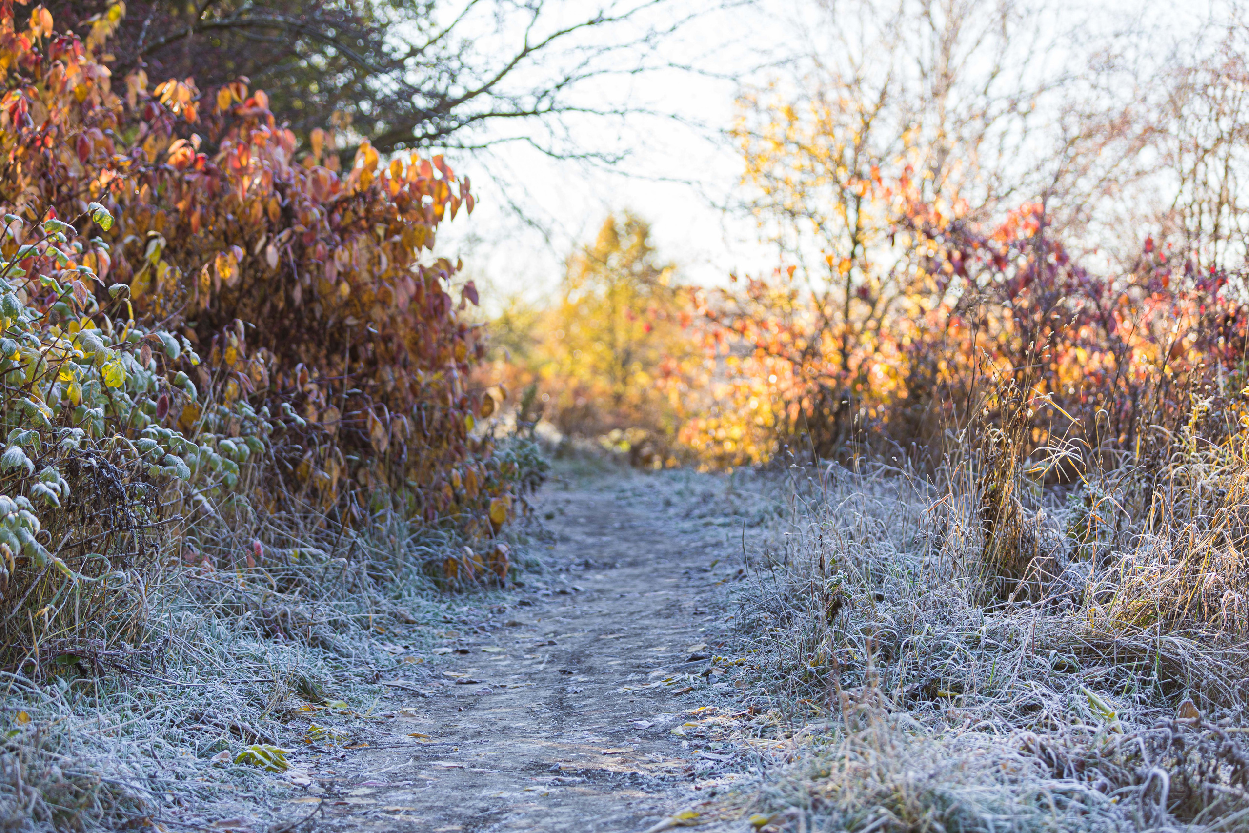 Природа. Алексей Михеев Фотограф г. Москва