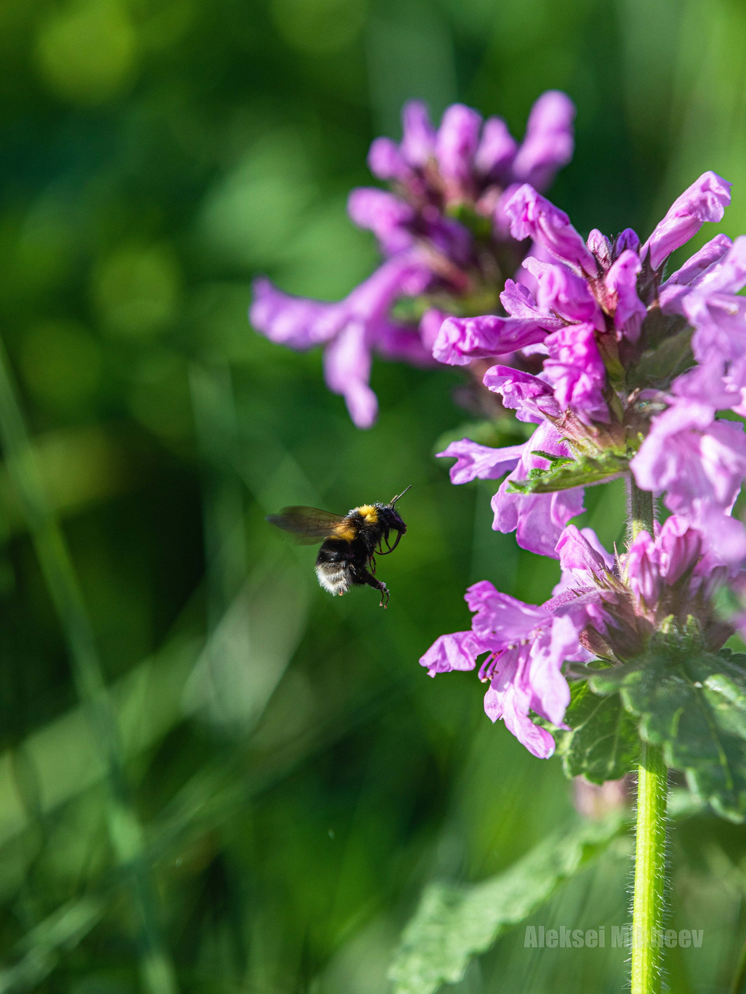 Природа. Алексей Михеев Фотограф г. Москва