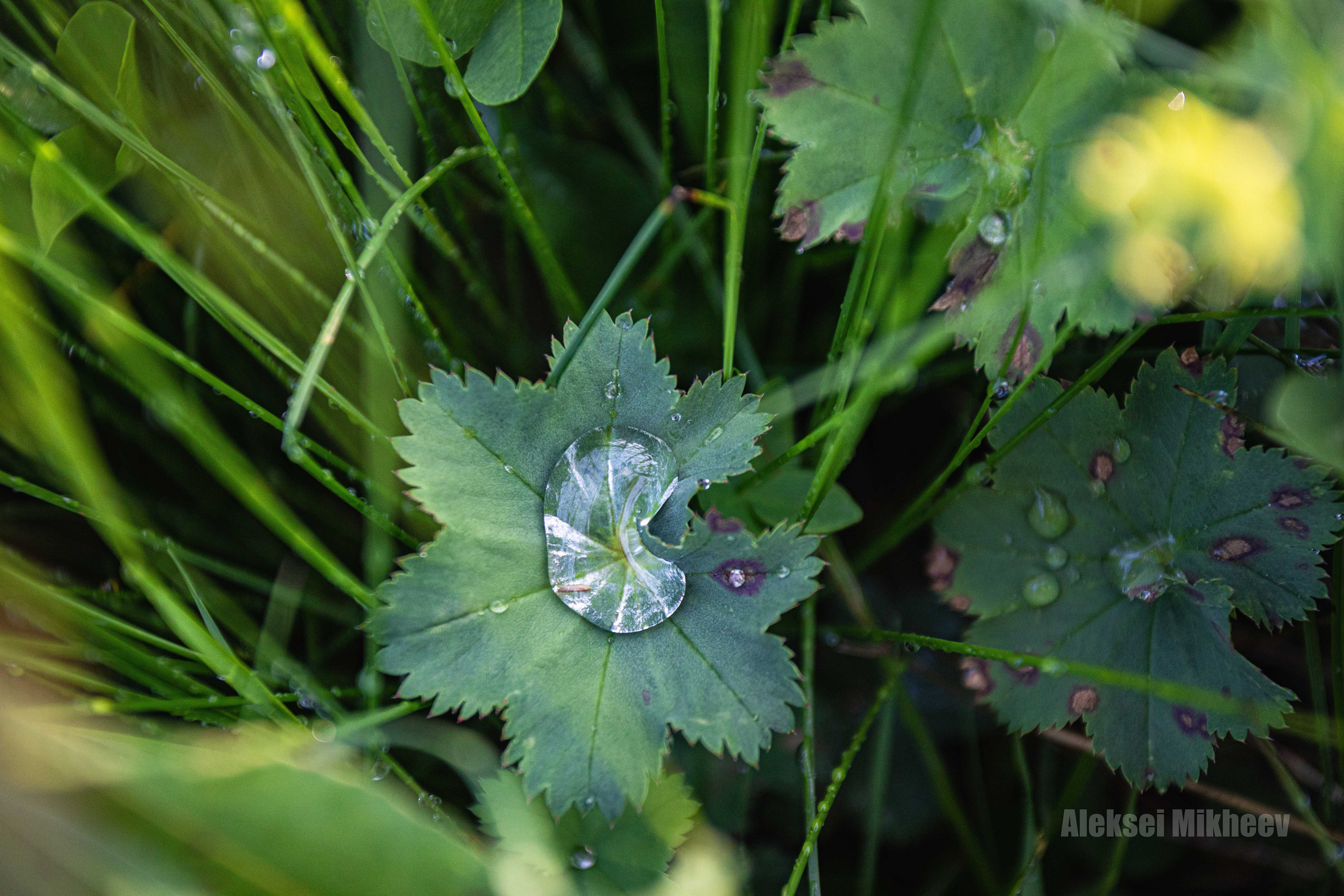 Природа. Алексей Михеев Фотограф г. Москва