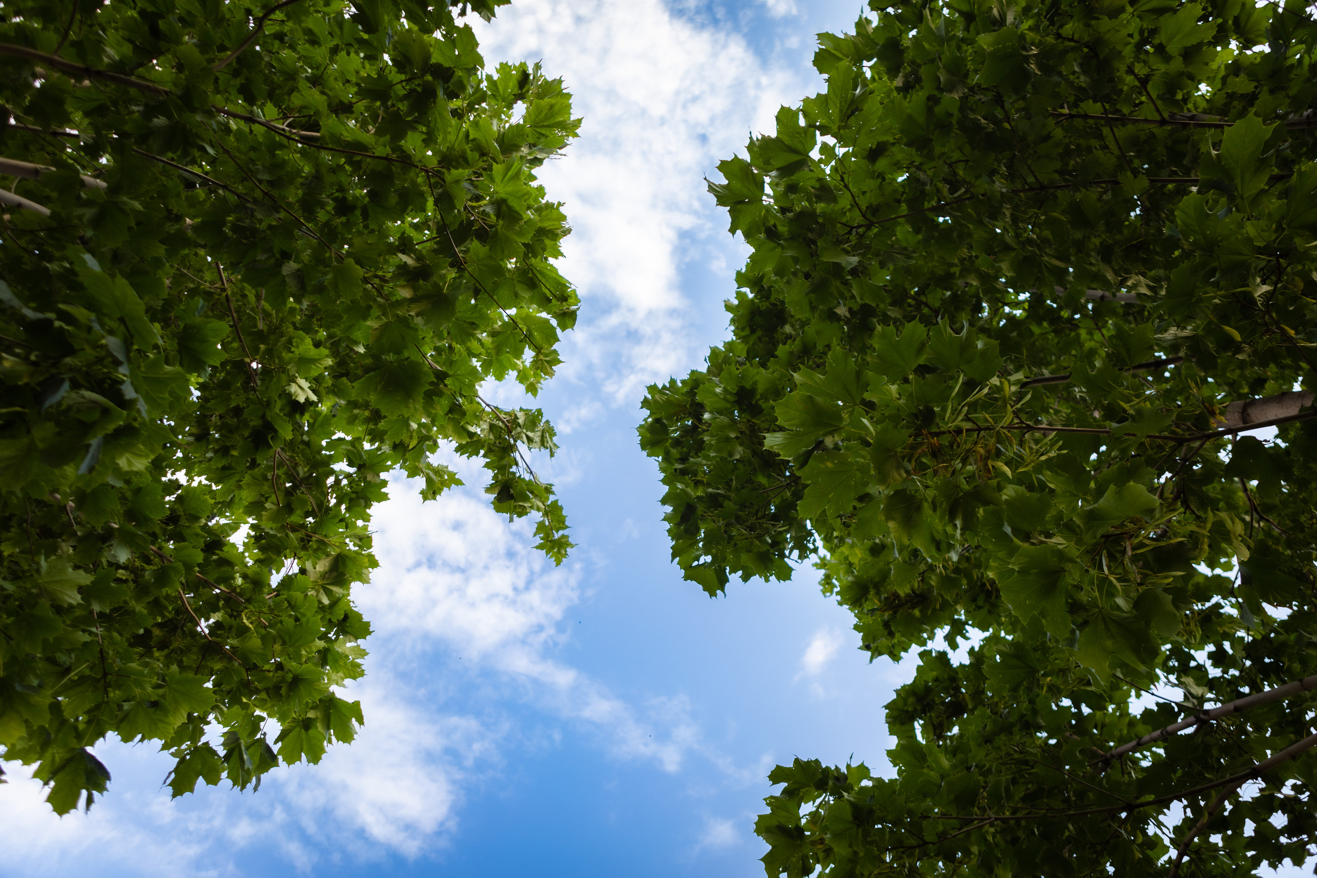 Природа. Алексей Михеев Фотограф г. Москва