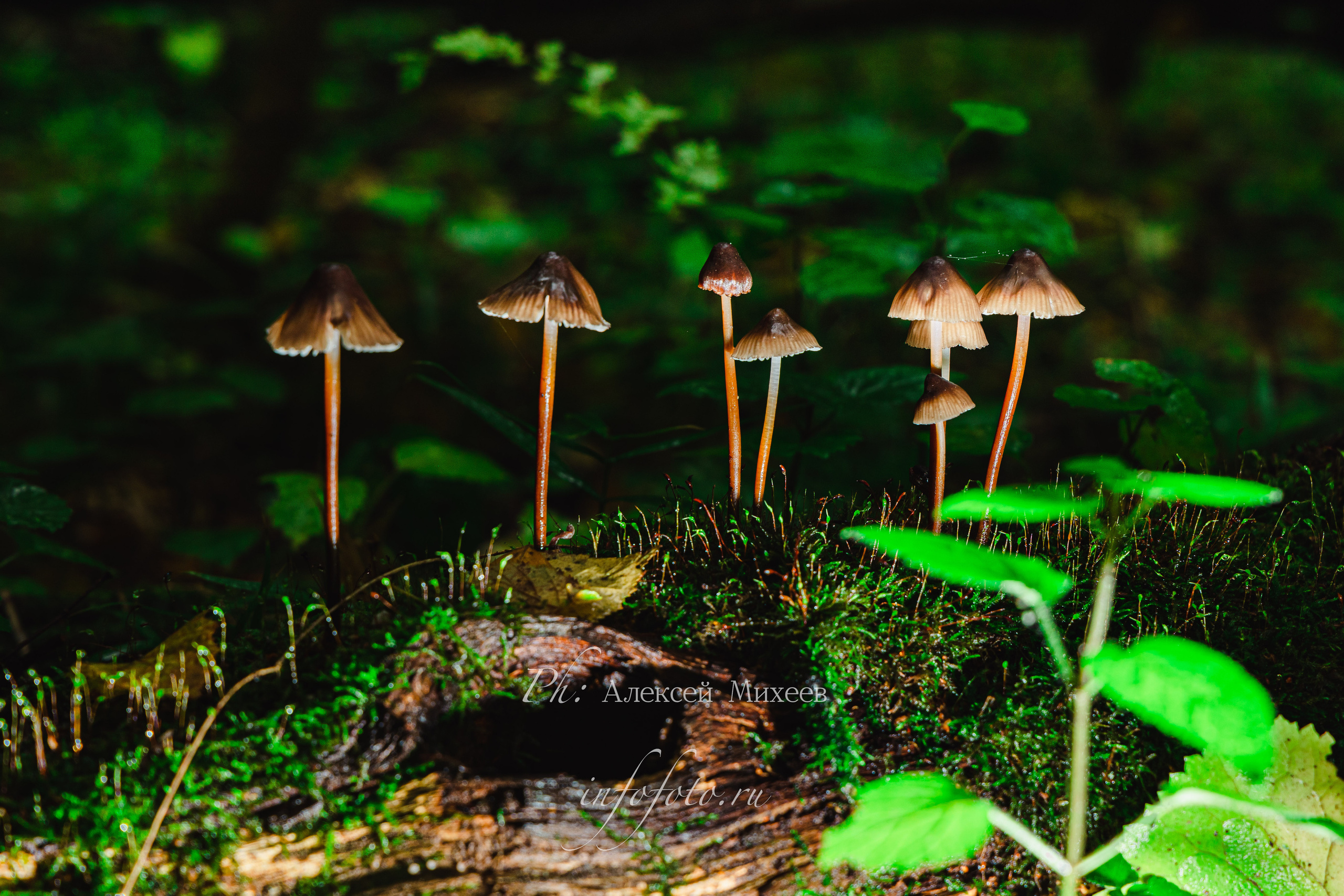 Природа. Алексей Михеев Фотограф г. Москва