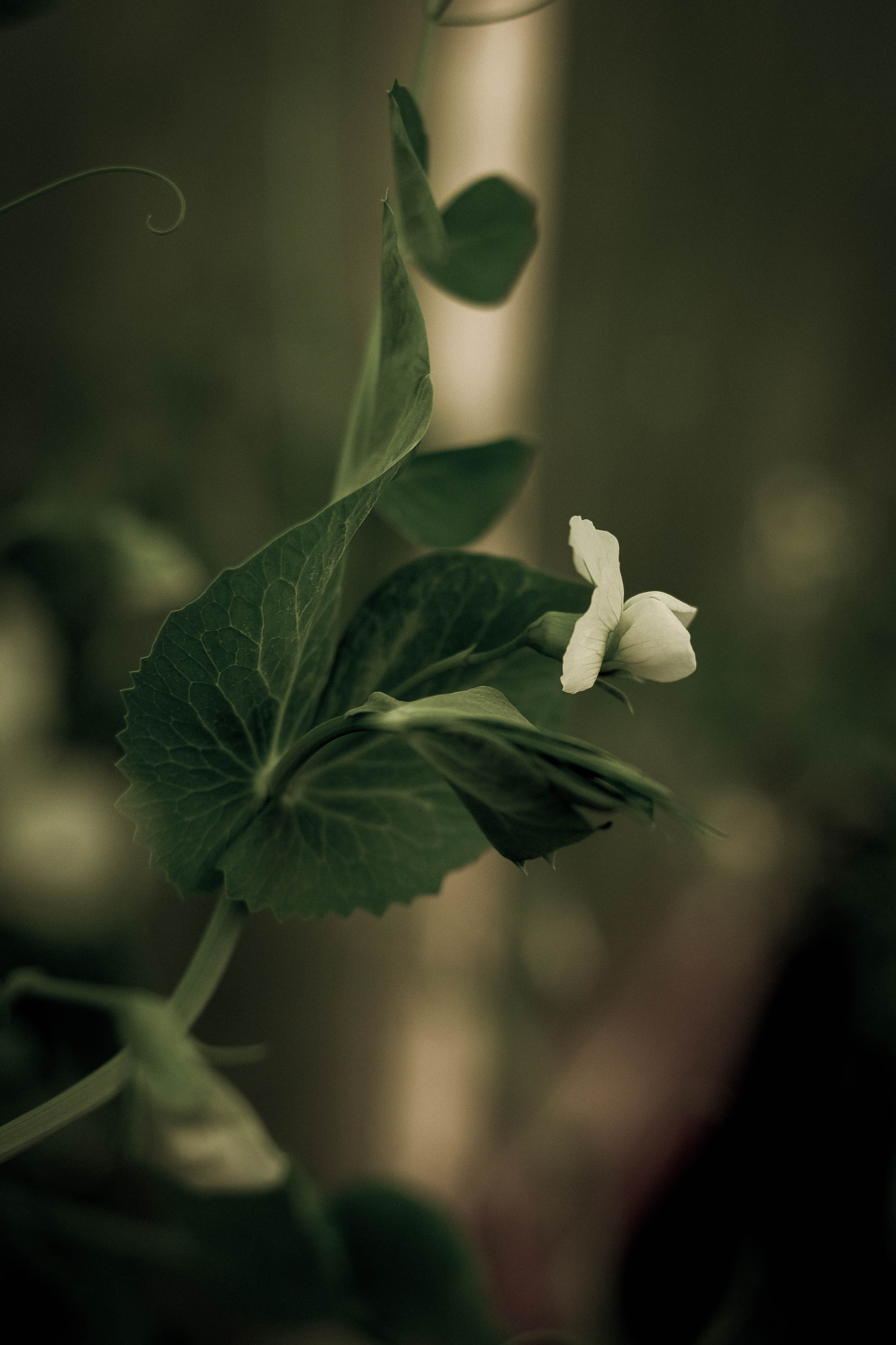 Курс «Психология на грядке». АRТ&PSY | Искусство психологии