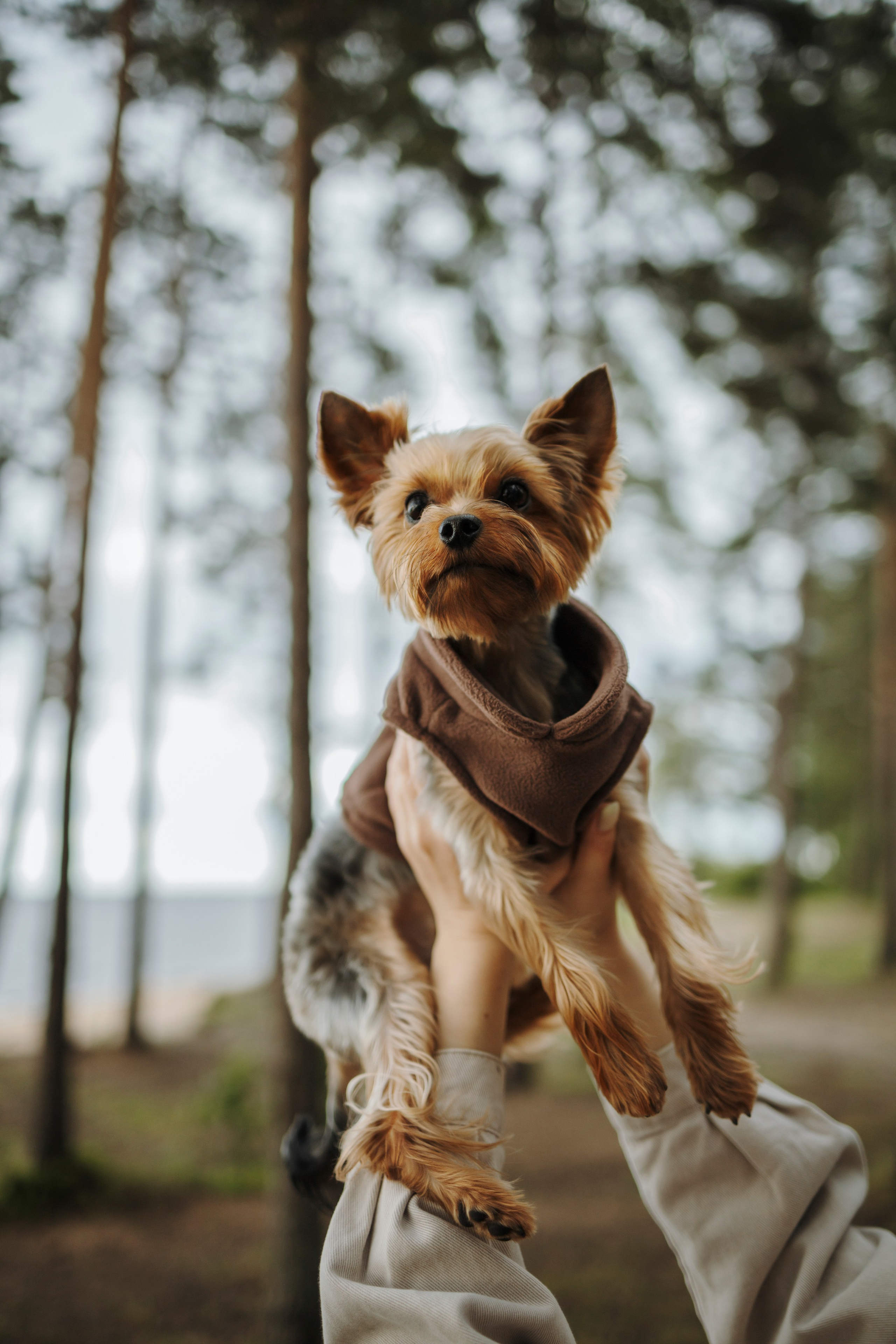 День из жизни Чуи и его семьи. Фотограф-анималист в Санкт-Петеребурге Титова Алиса