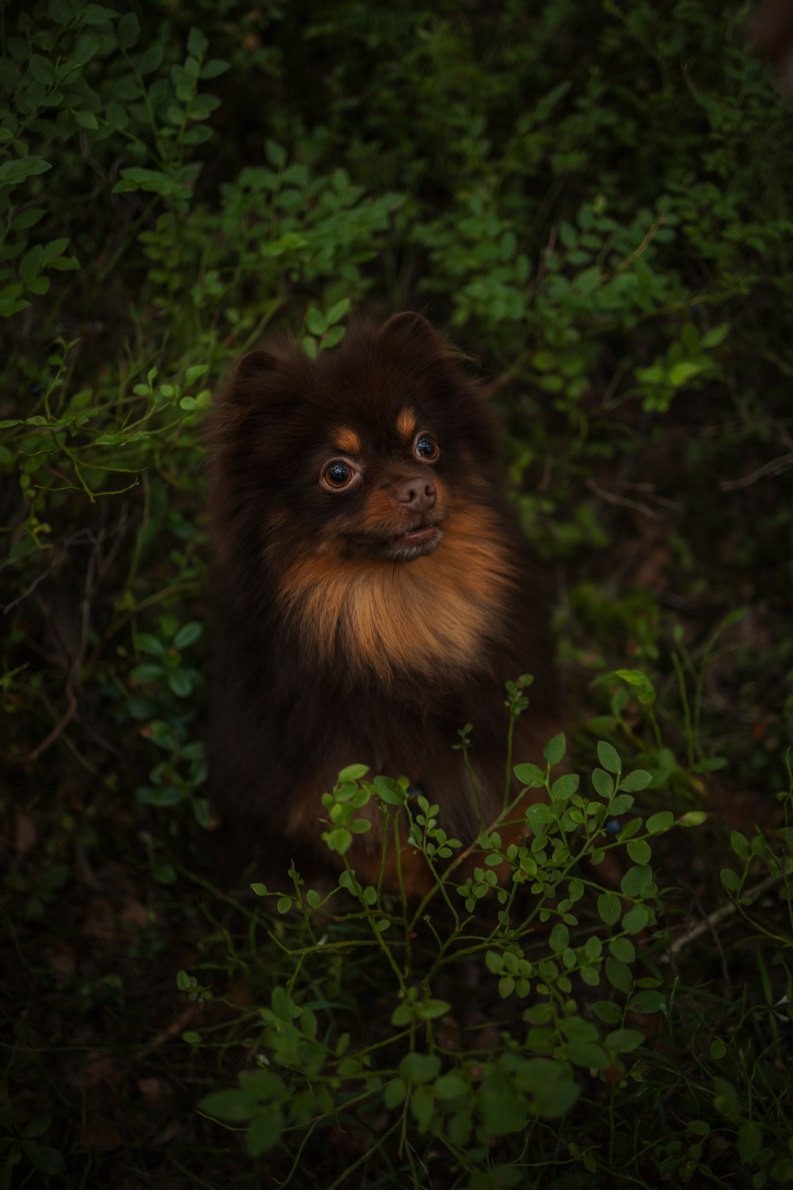 Сапфир и его семья. Фотограф-анималист в Санкт-Петеребурге Титова Алиса