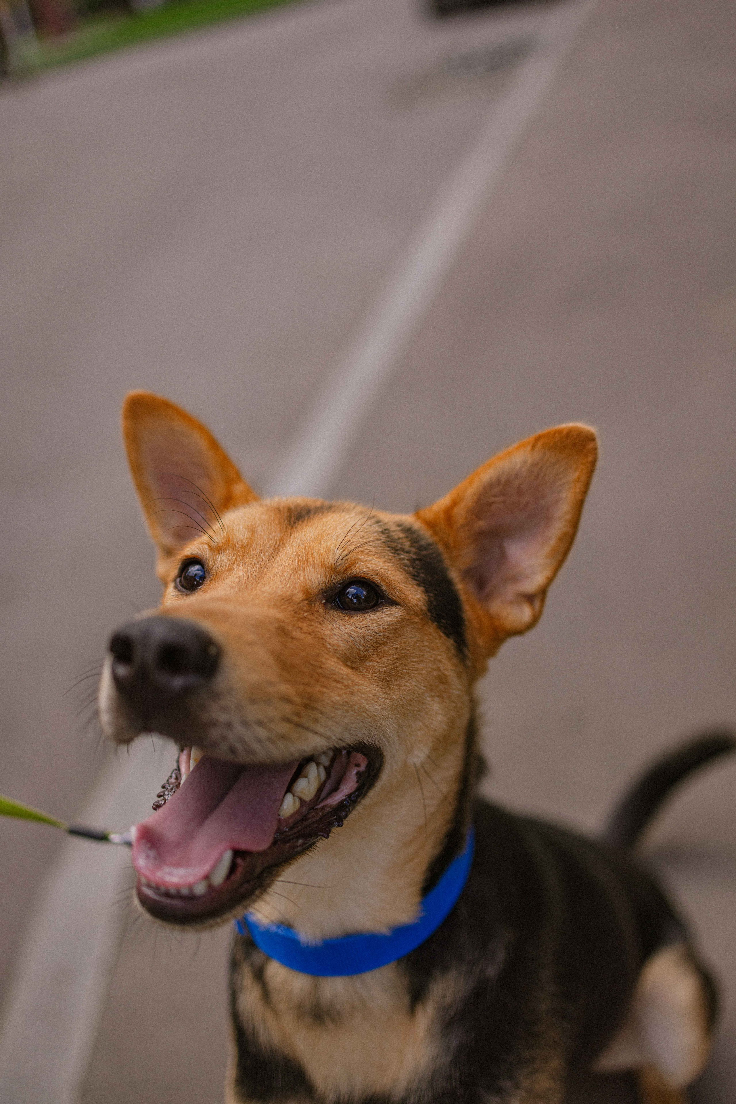 Джеки. Фотограф-анималист в Москве Лера Черноног