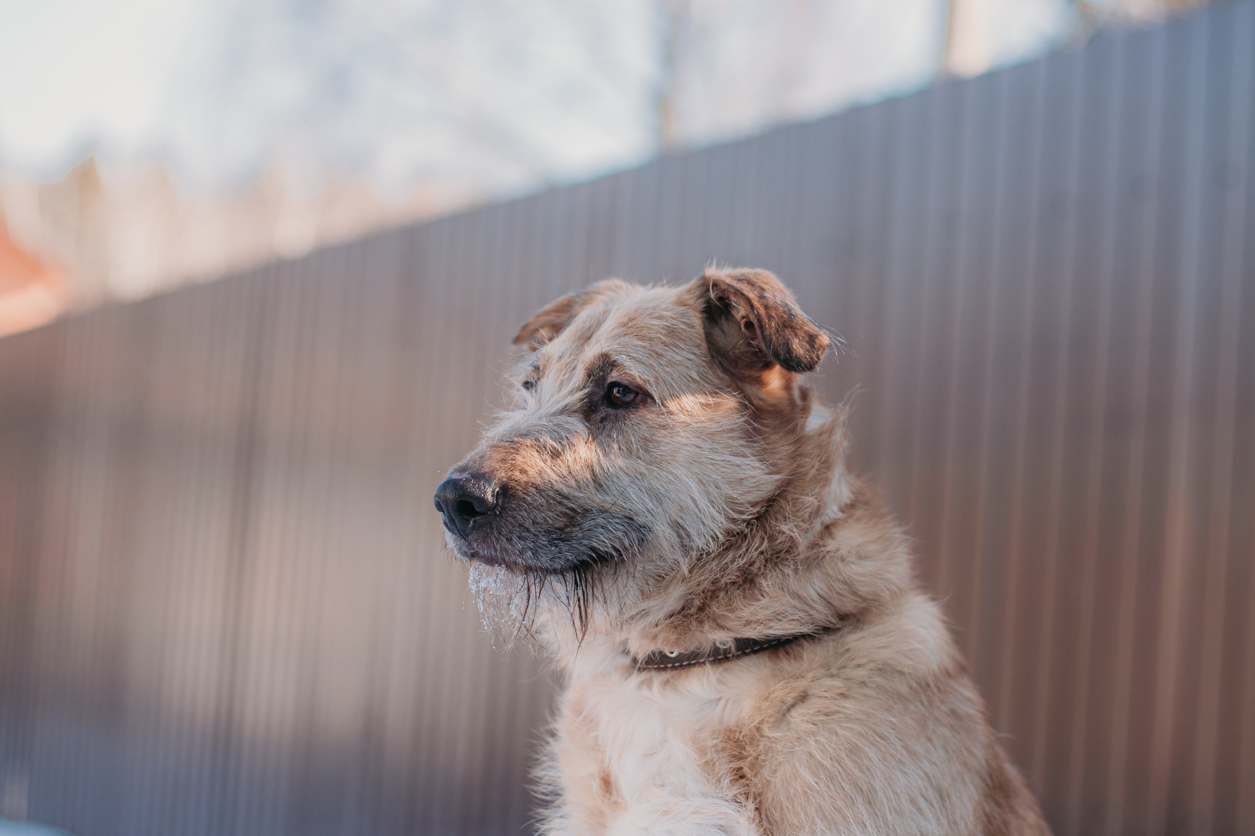 Фотосессии животных. Детский фотограф, фотограф-анималист