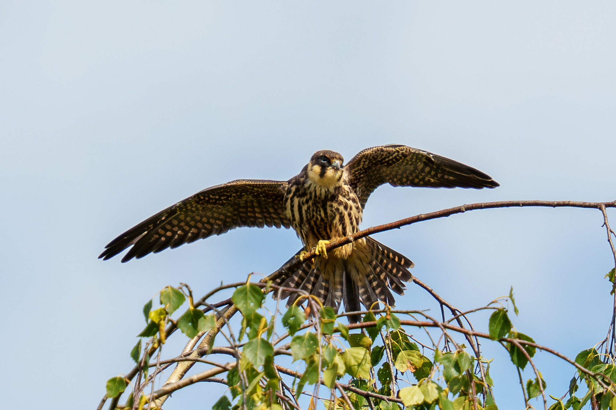 Удивительные мир птиц. Вокруг нас столько прекрасного — присмотритесь!. Ваш личный фотограф Марина Волкова