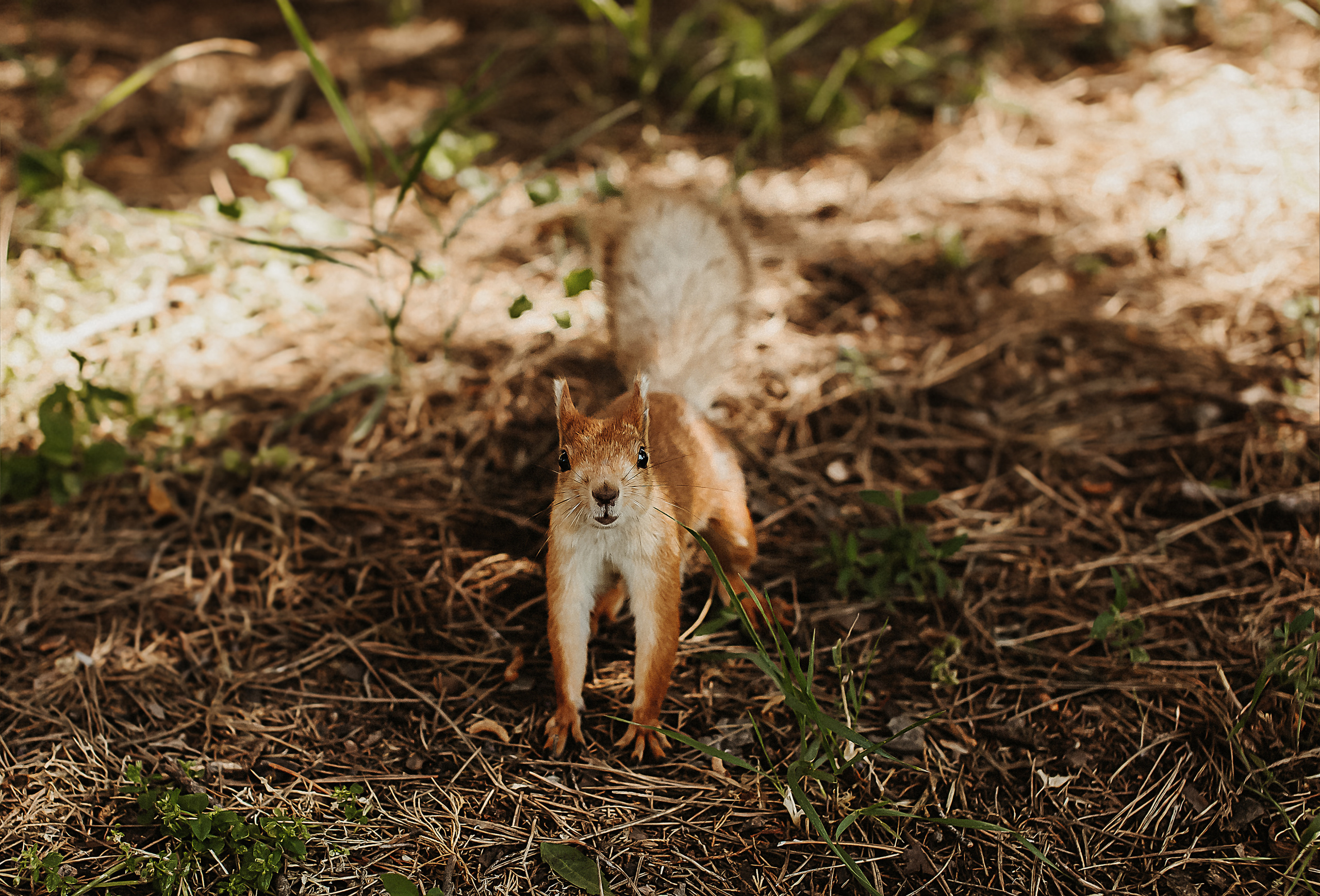 Ирина «Ботанический сад». Свадебный и семейный фотограф/видеограф в Краснодаре Наталья Осинская