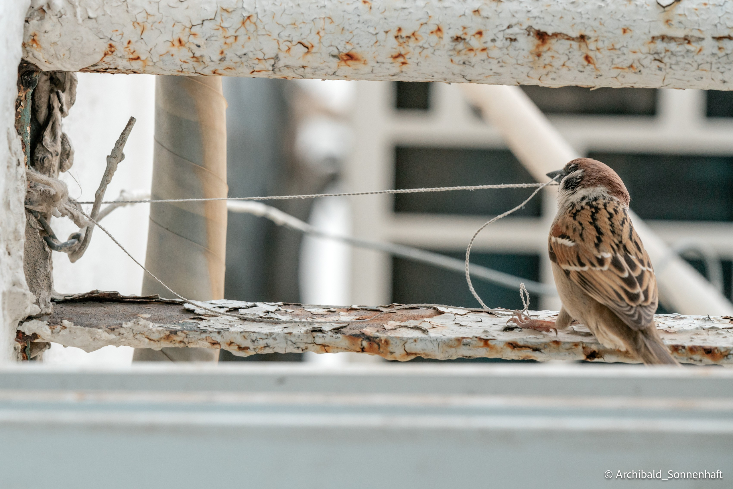 Balcony sparrows. Photographer in Guangzhou, China. Archibald Sonnenhaft