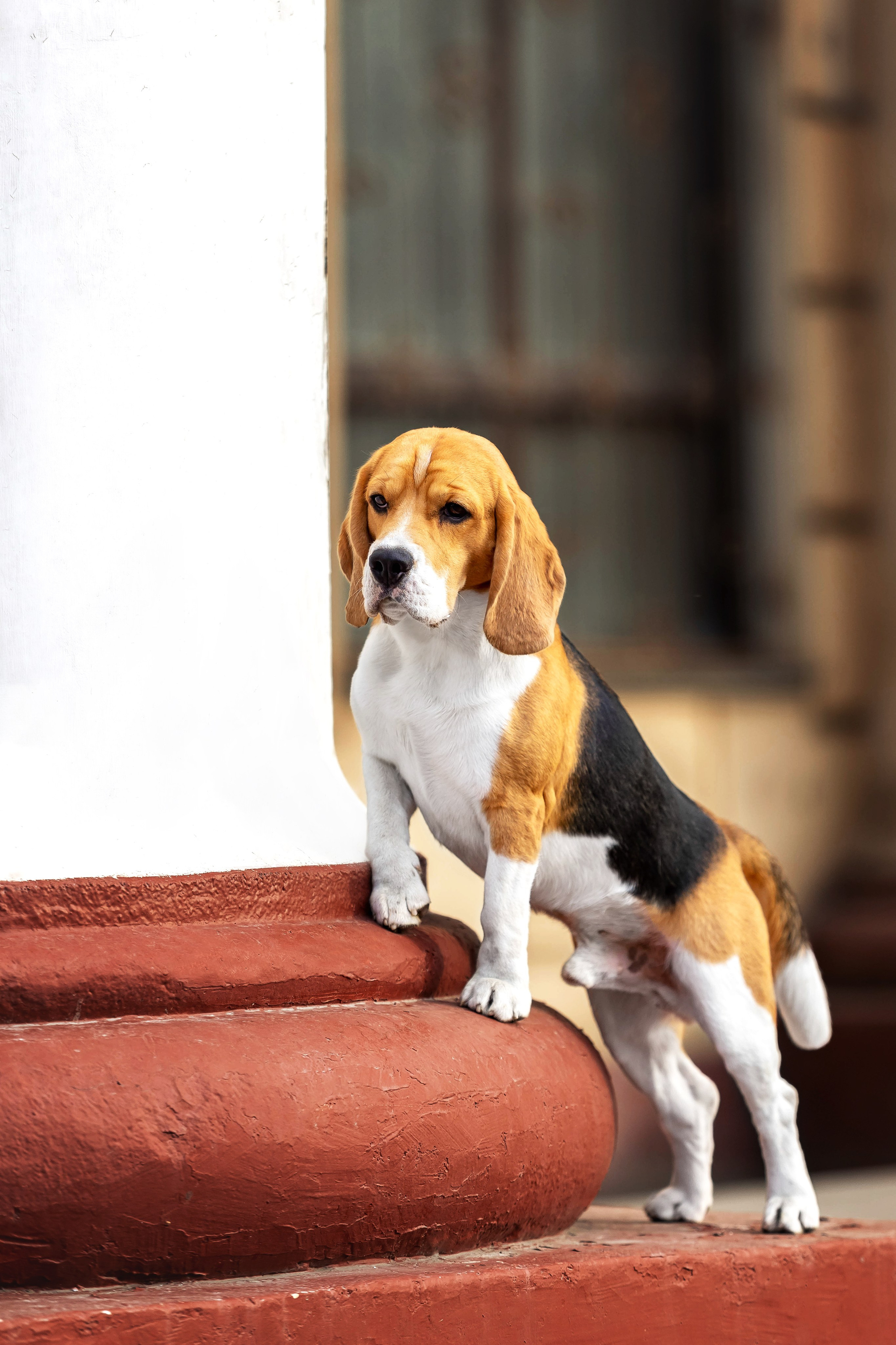 Бигль Роман. Https://moshkovaphoto.ru/