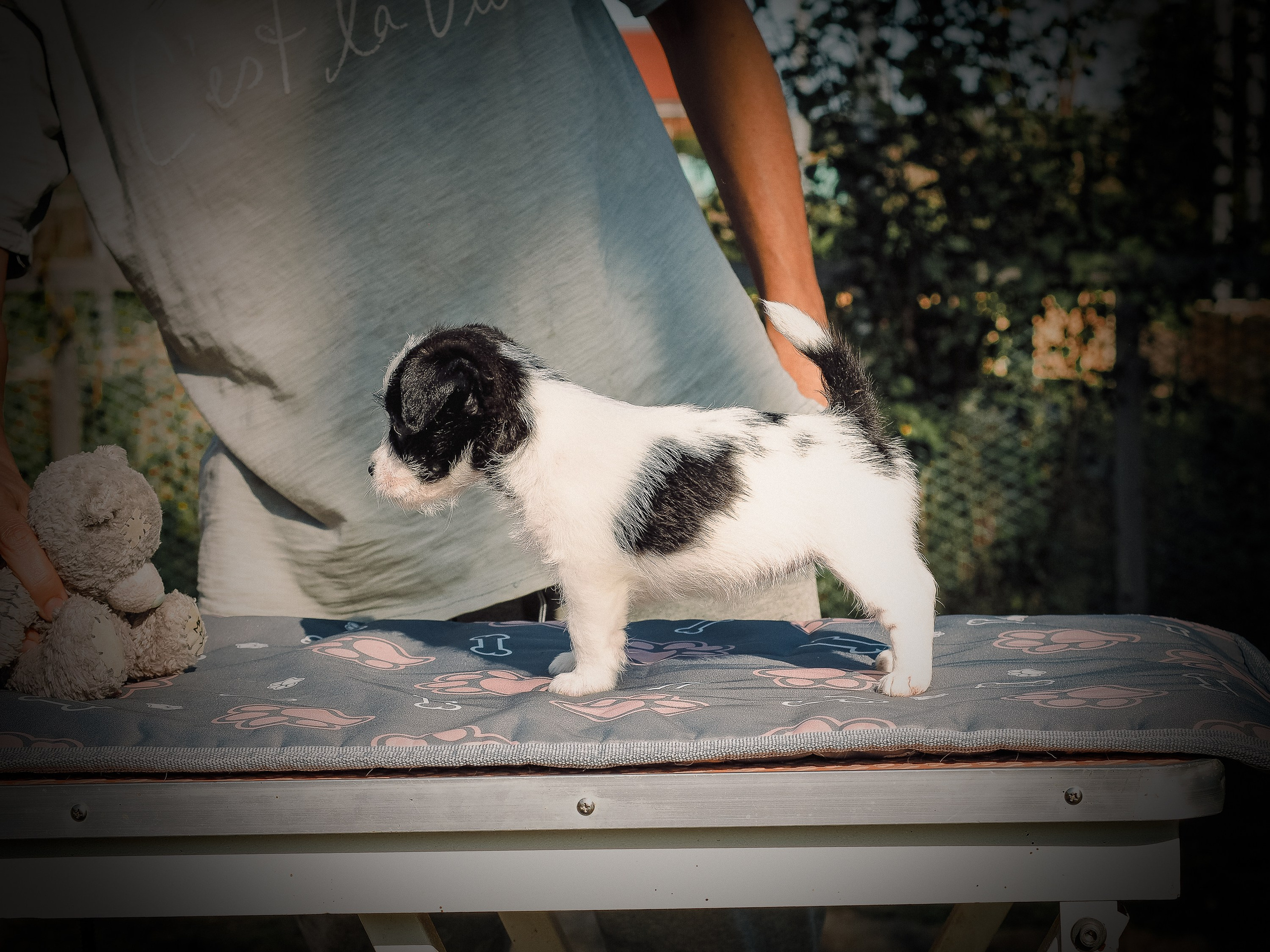 Бело-черная красавица джек-рассел-терьер. КАНЕ МАЭСТРО — питомник Джек рассел терьеров