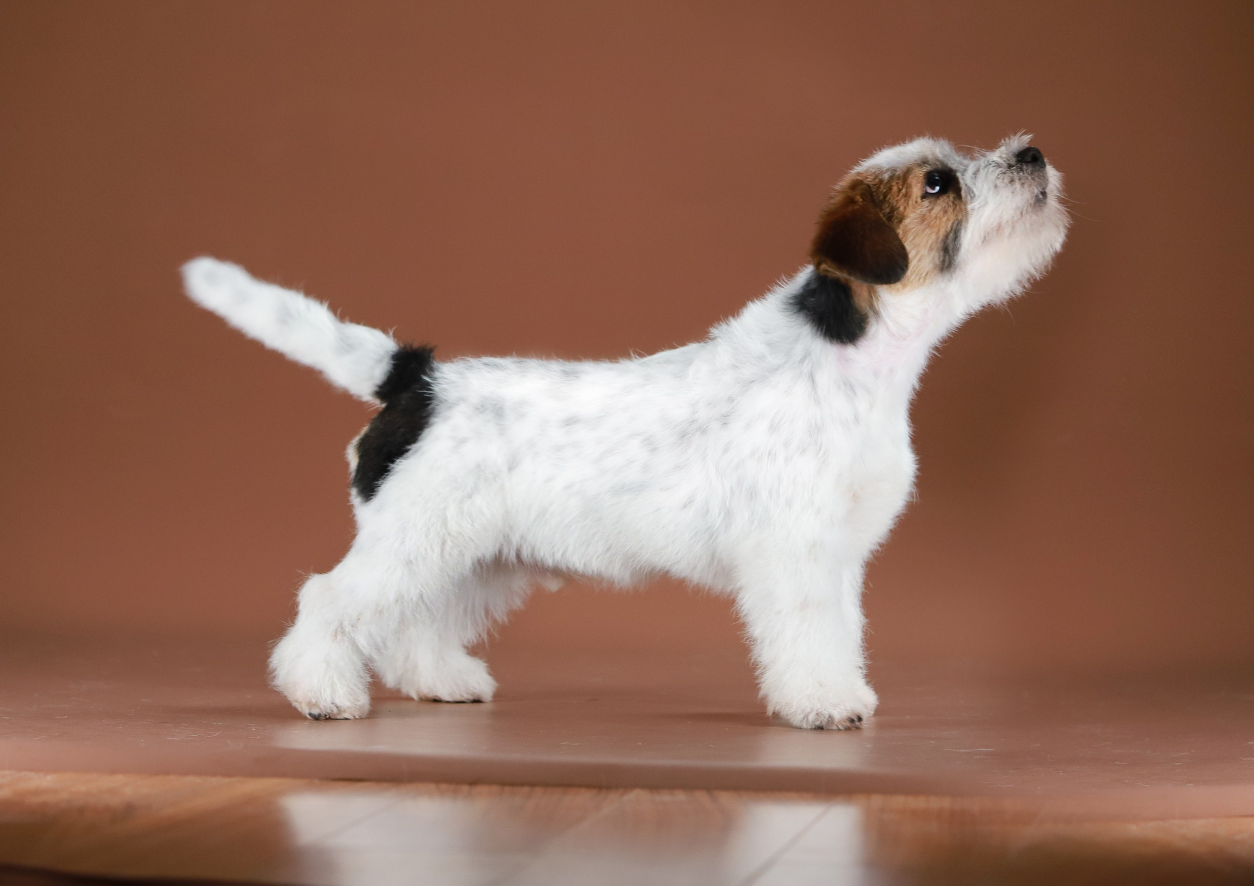 Триколорный кобель. Жесткошерстный. Джек рассел терьер продажа. КАНЕ МАЭСТРО — питомник Джек рассел терьеров