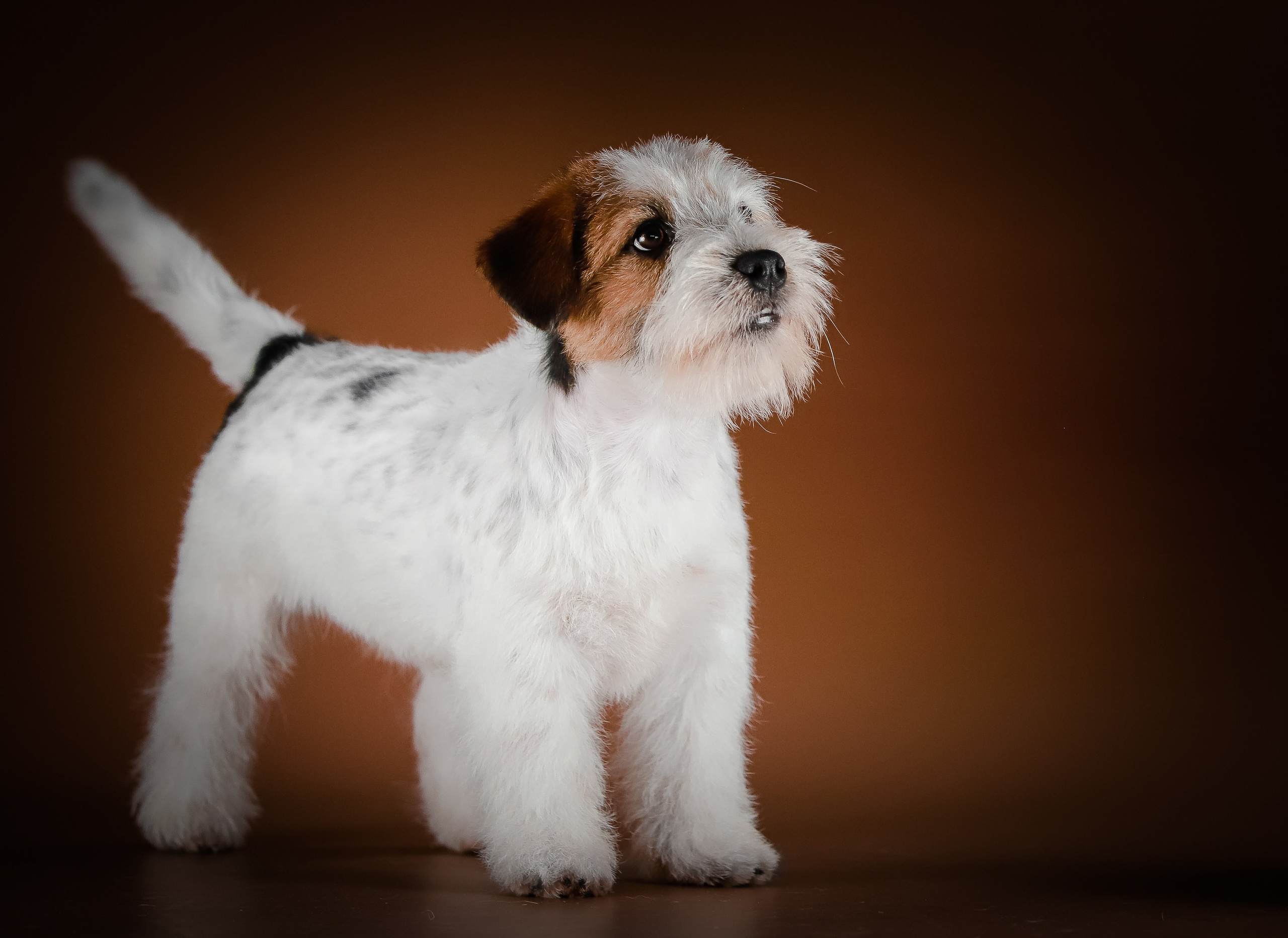 Триколорный кобель. Жесткошерстный. Джек рассел терьер продажа. КАНЕ МАЭСТРО — питомник Джек рассел терьеров