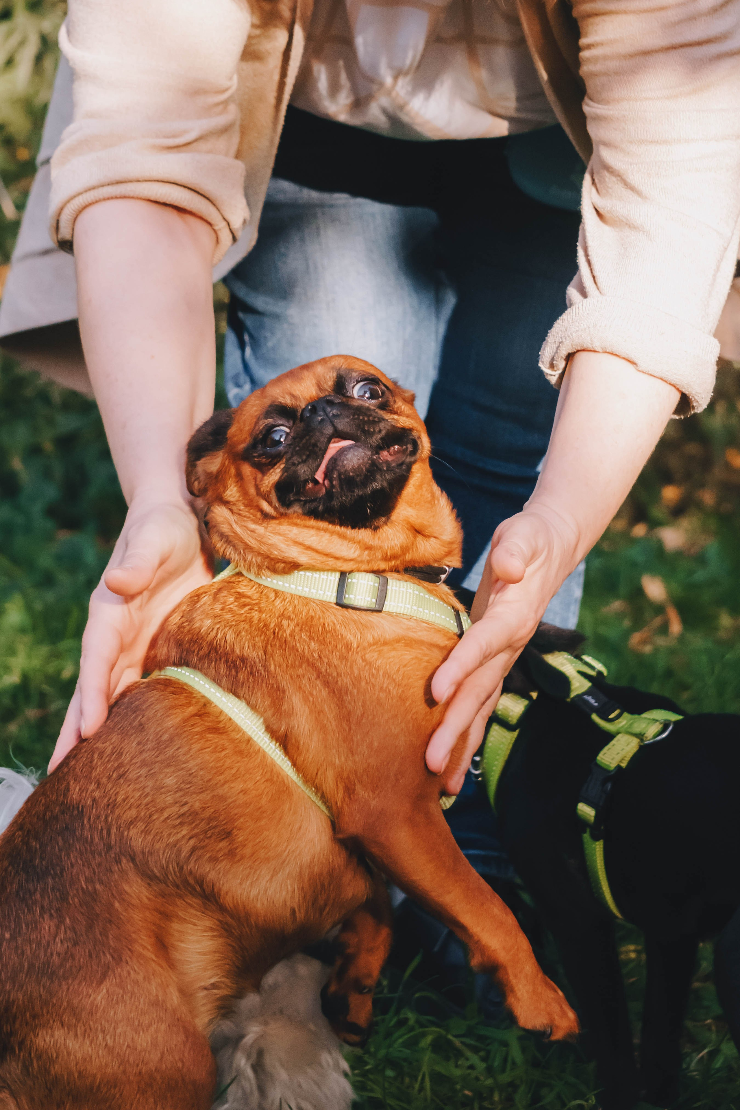 Мини-туса гриффоны и брабансоны. Фотограф-анималист Ксения Воробьева, Москва