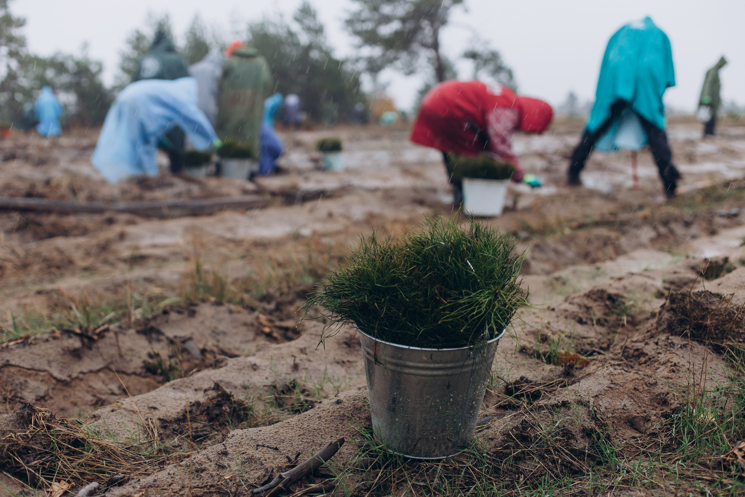 Посадка деревьев в Усть-Донецком районе. Артём Панфилов — Свадебный и семейный фотограф в Ростове-на-Дону
