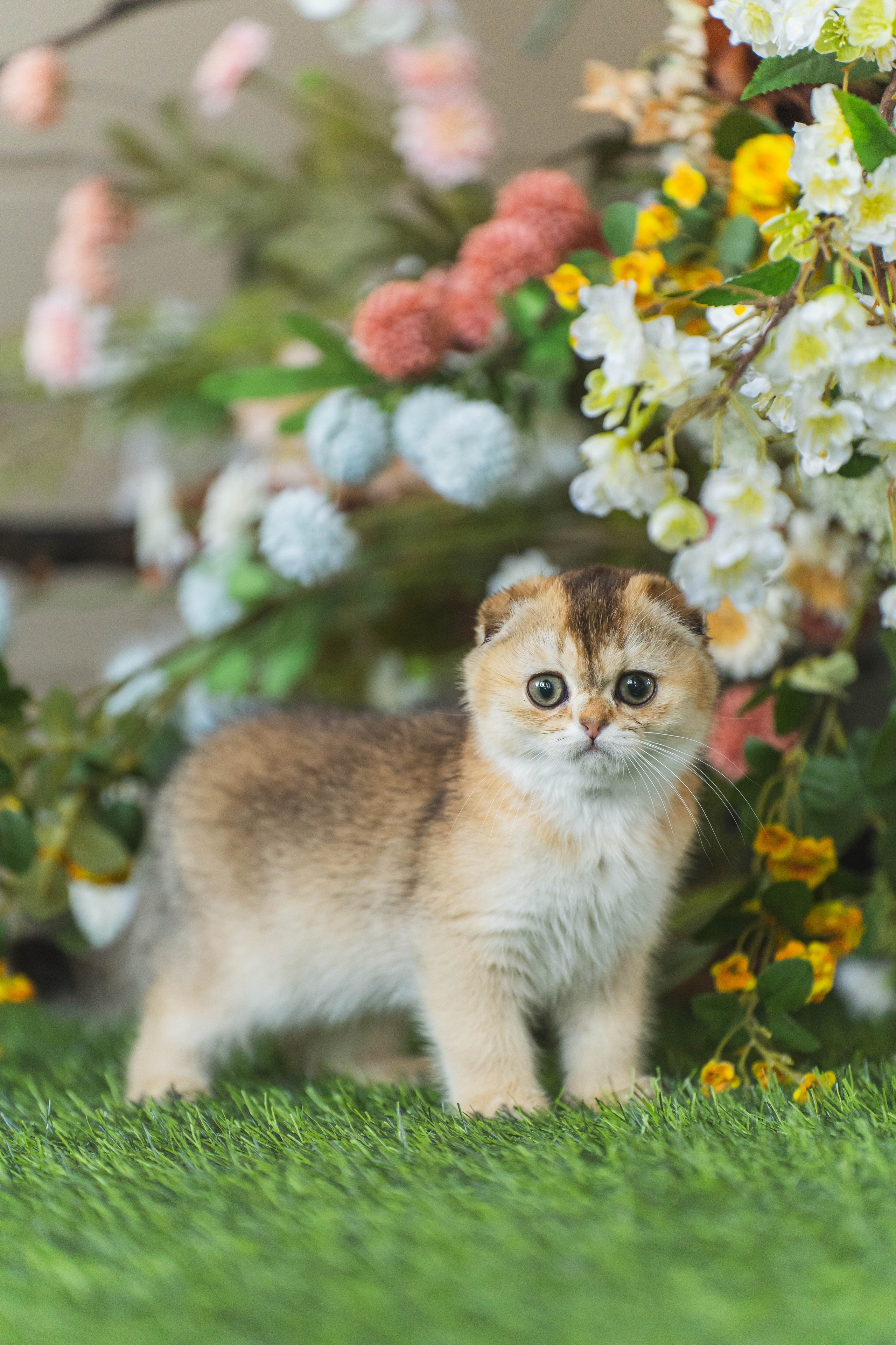 Питомник Шотландских кошек. Фотограф в Москве Ленарская Дарья
