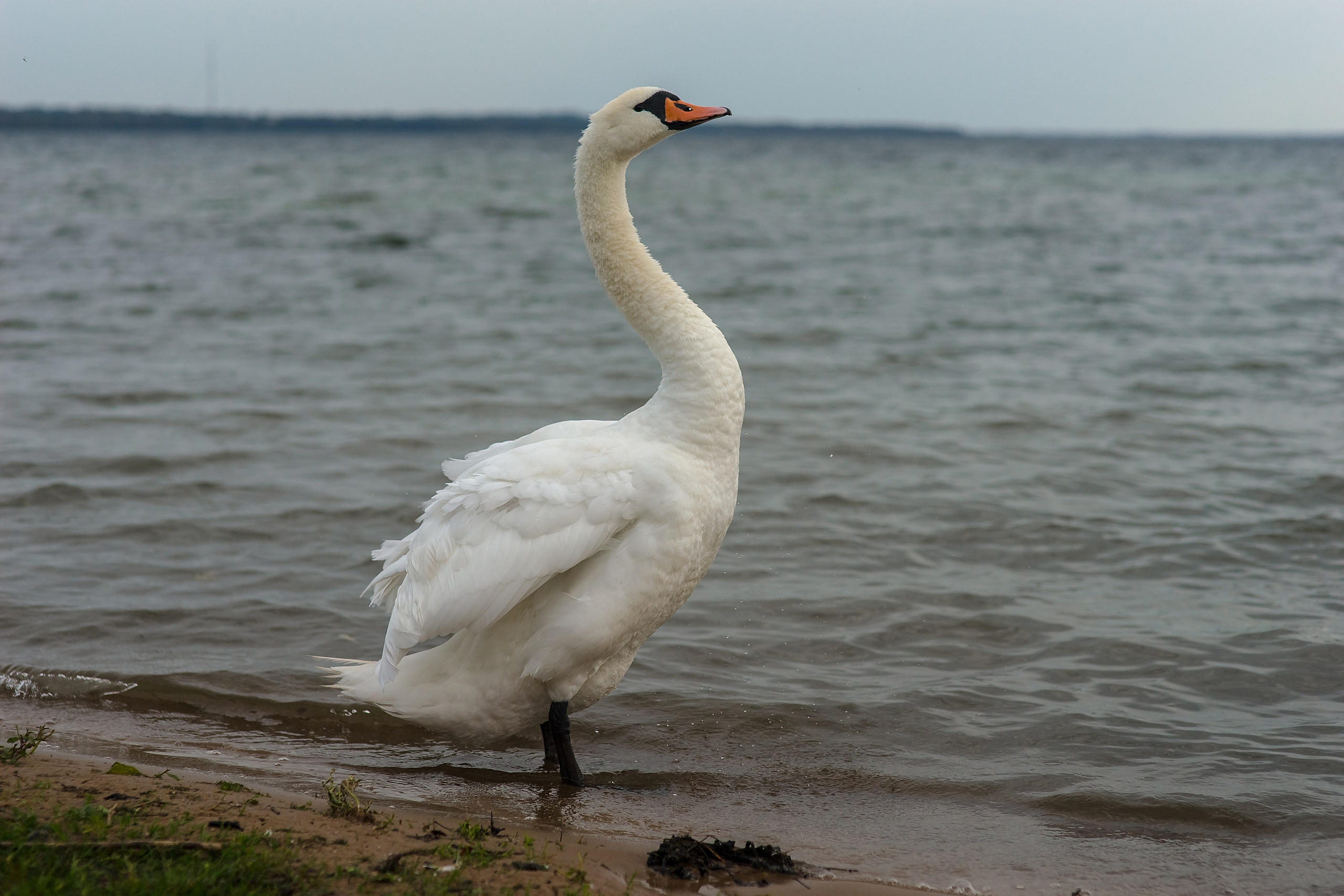 На озере Нарочь. Белоруссия