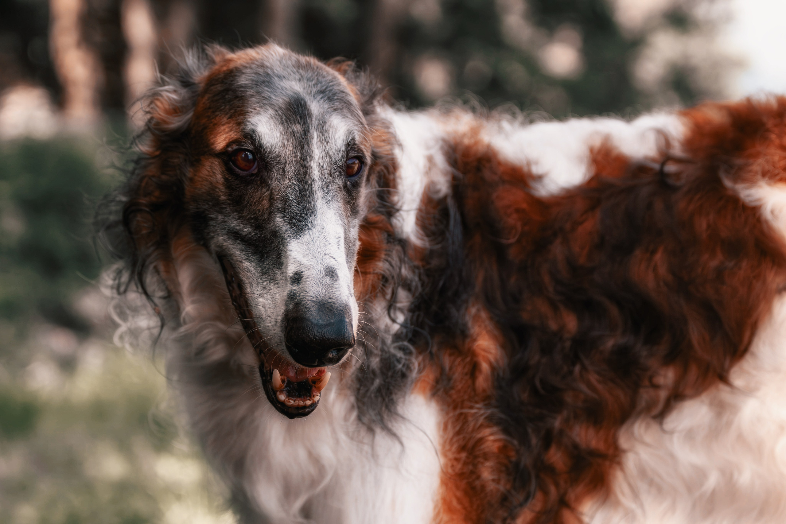Фотосессия с животными. Фотограф анималист — Тула, Москва