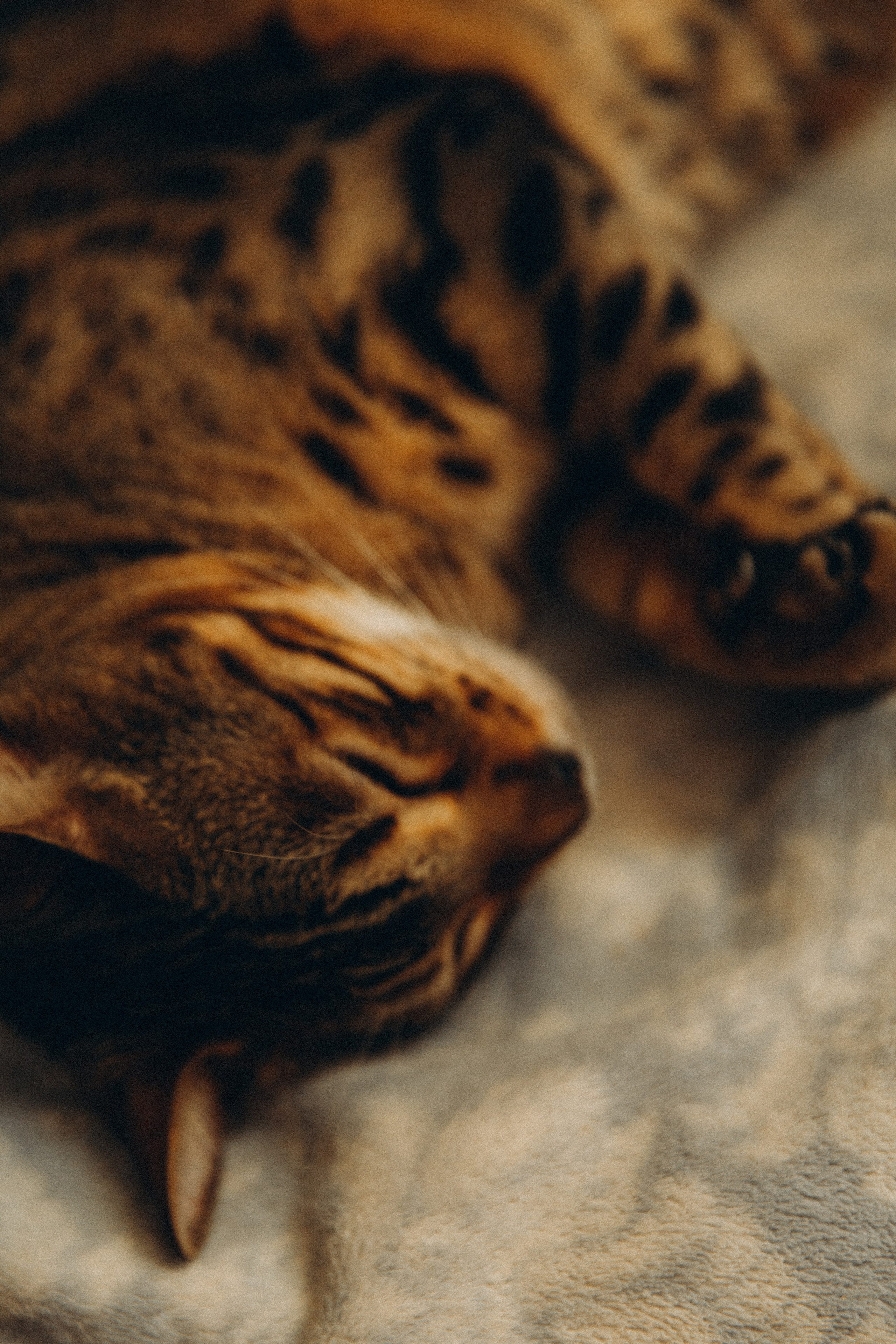 Сладкий сон. Свадебный и семейный фотограф в Саратове Виолетта Привалова