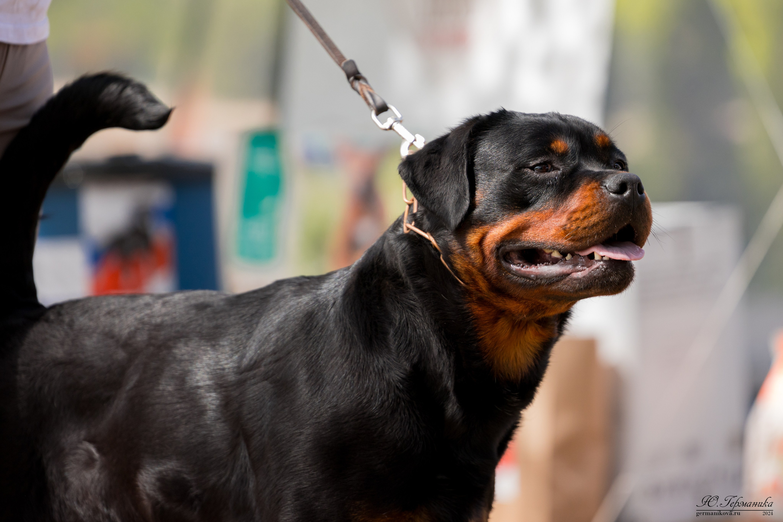 Саратов 2 х моно ротвейлеров 28-29.04.2024. Фотограф-анималист Юлия Германика
