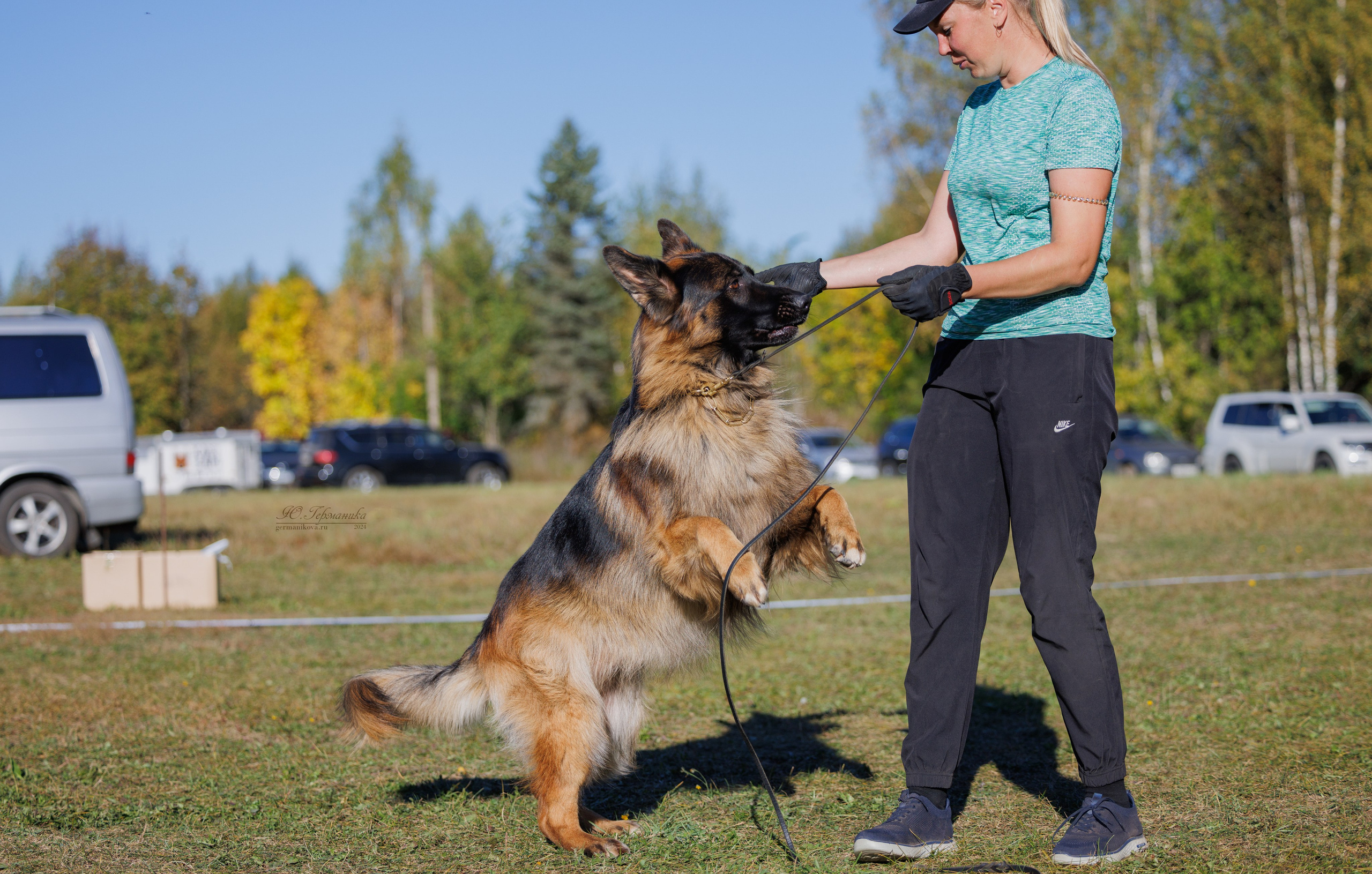 Тверь немецкие овчарки 22.09.2024. Фотограф-анималист Юлия Германика